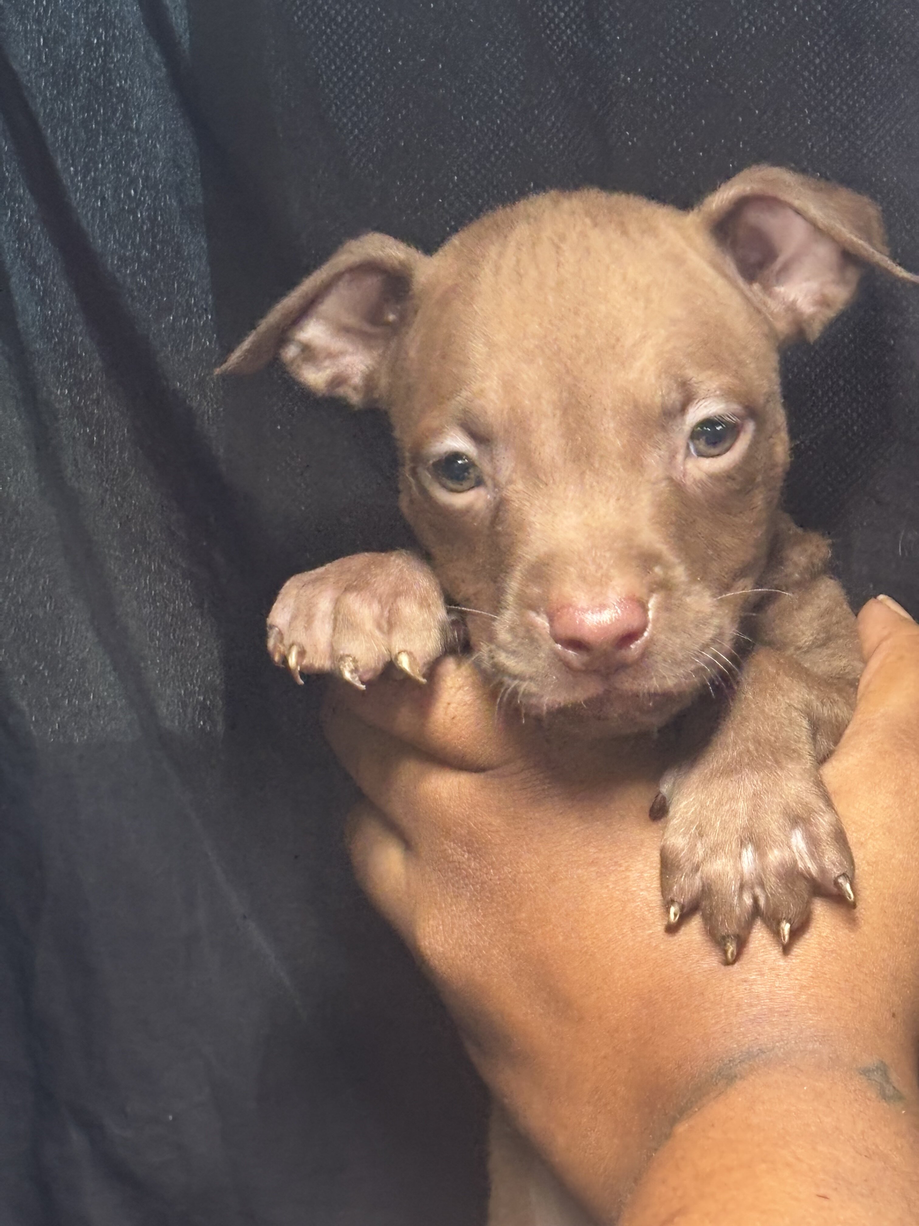 Tri color Red Nose Pitbull puppies image 7