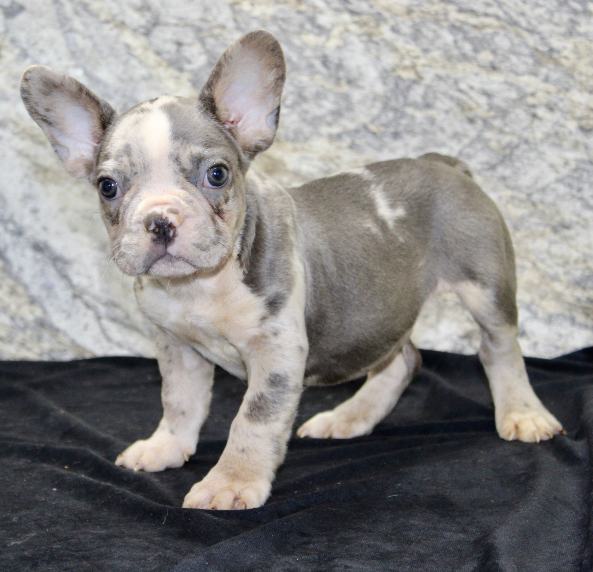 Dallas Male AKC French Bulldog image 2