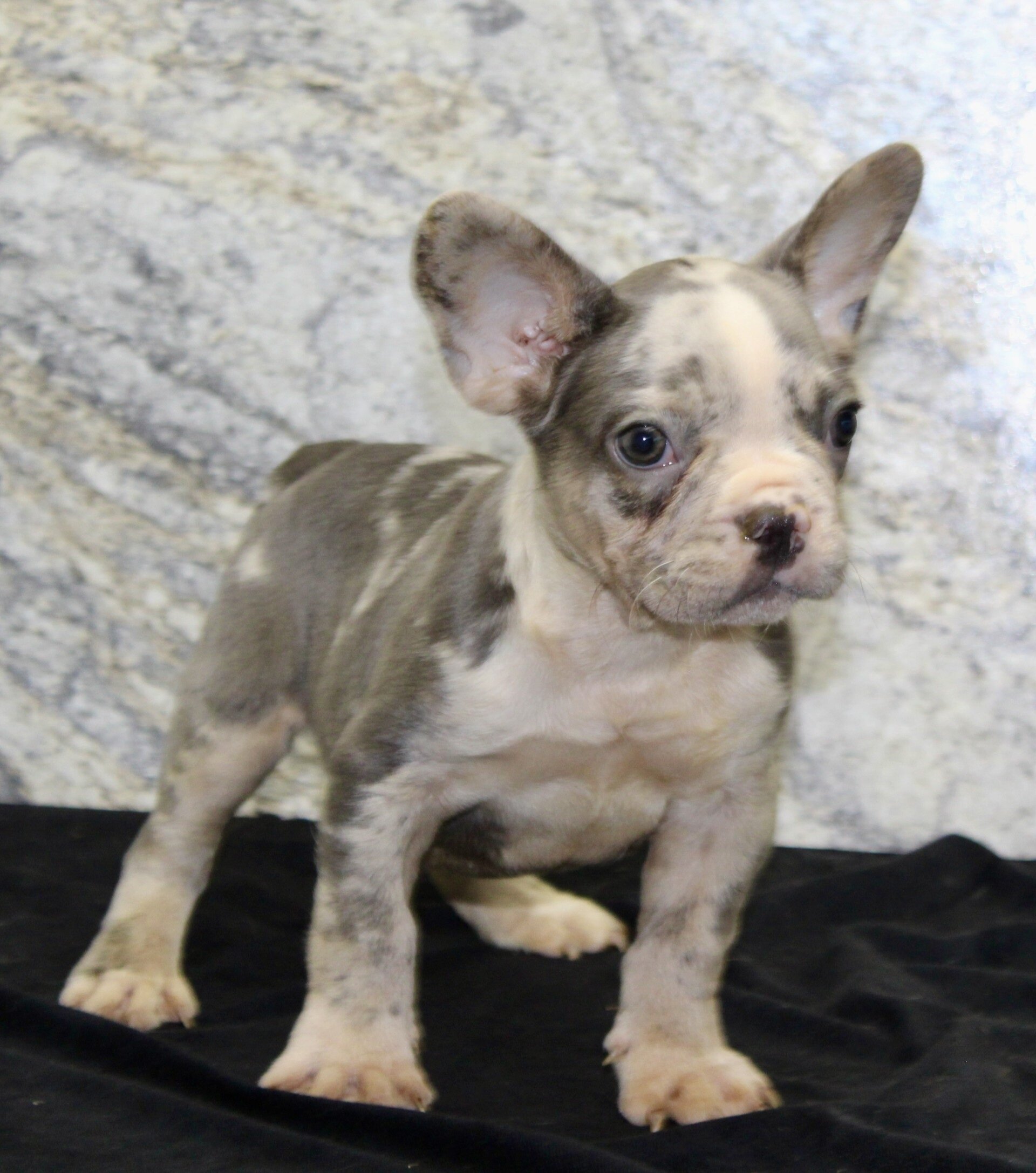 Dallas Male AKC French Bulldog image 3