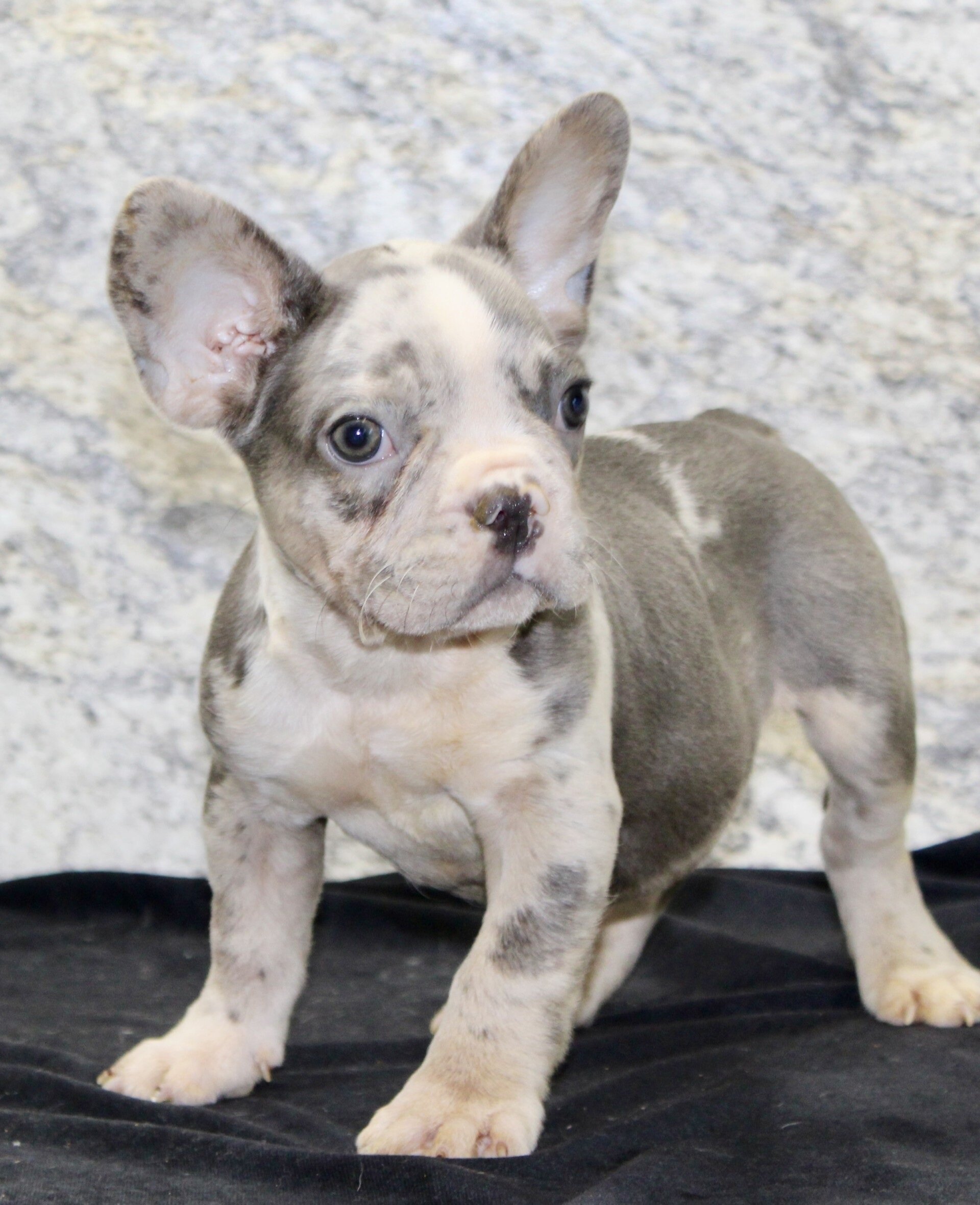 Dallas Male AKC French Bulldog image 4
