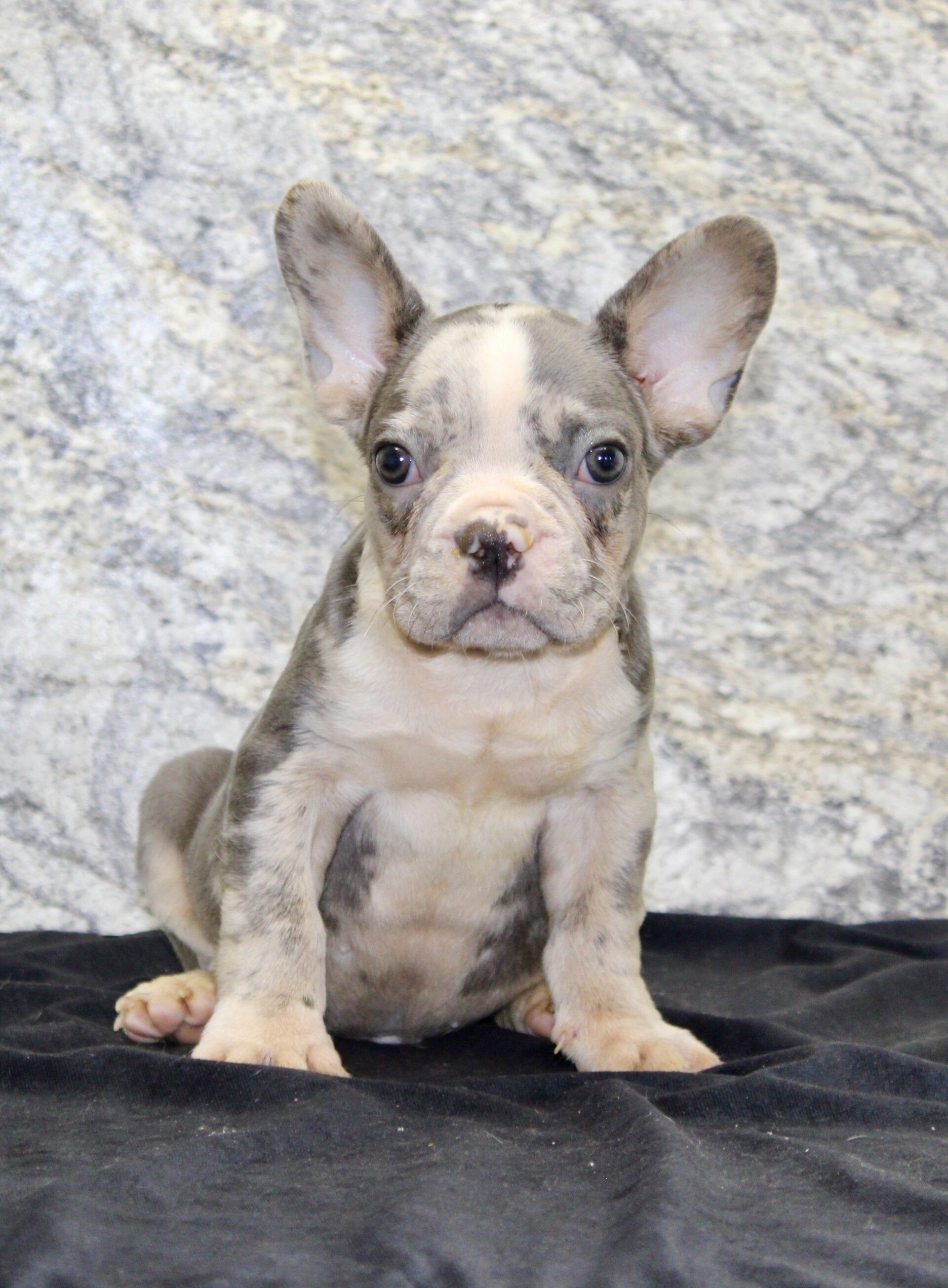Dallas Male AKC French Bulldog image 5