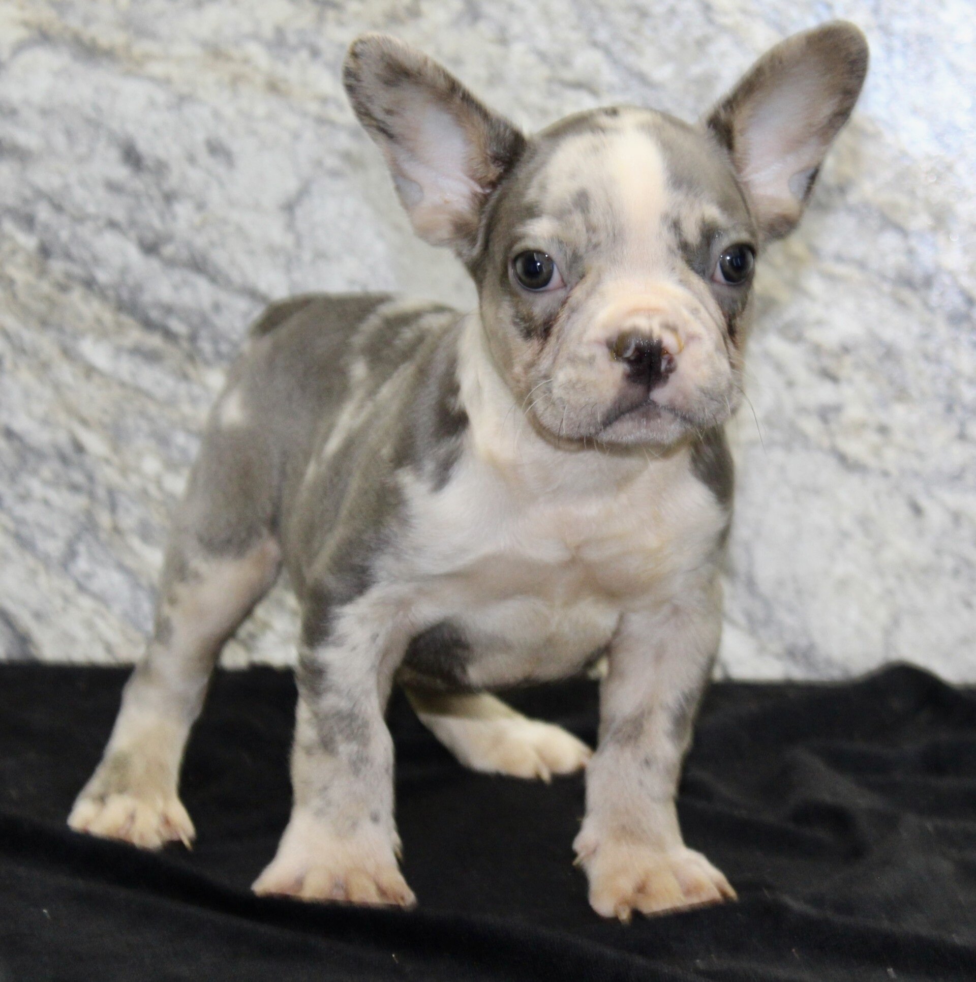 Dallas Male AKC French Bulldog image 6