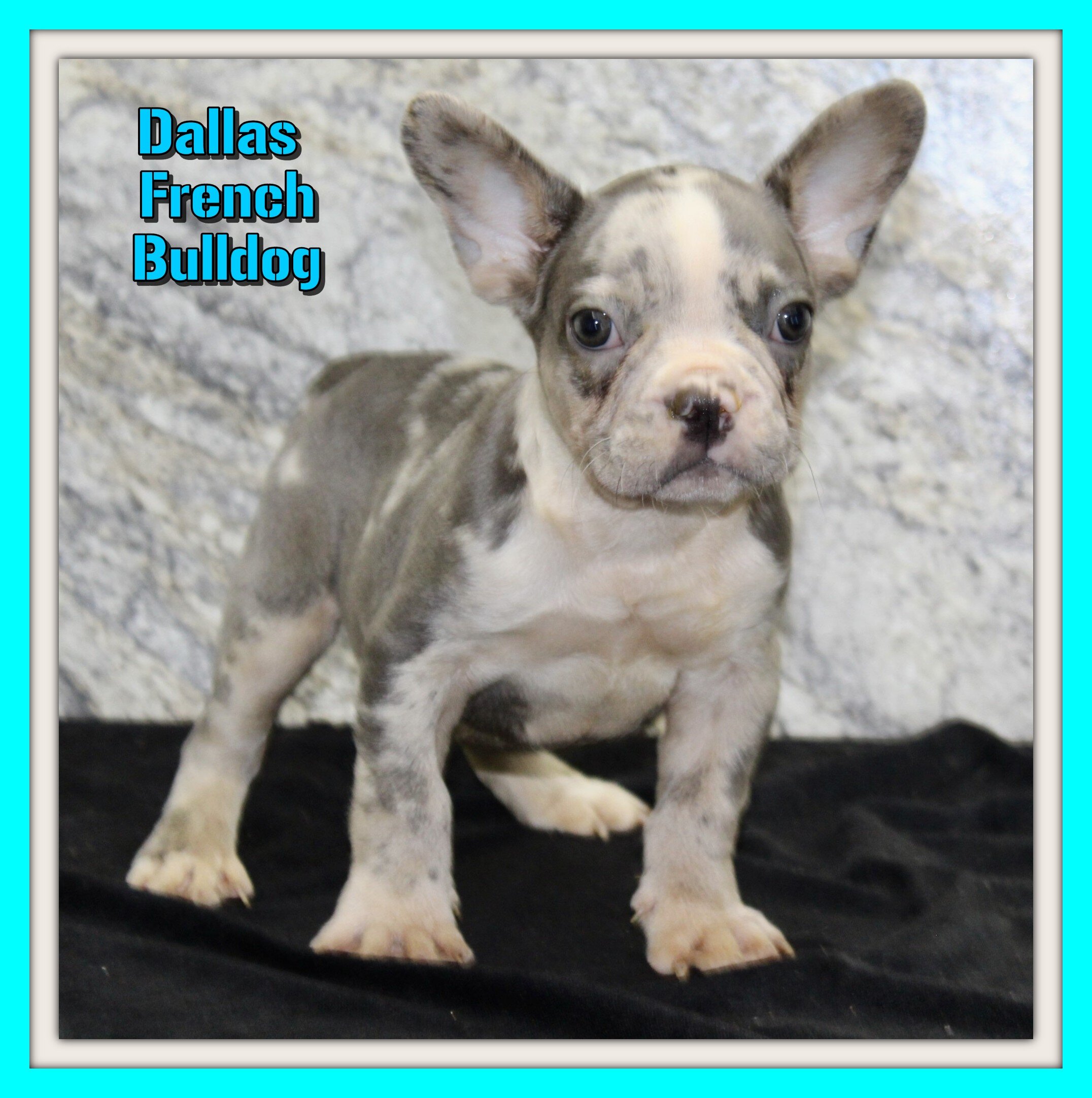 Dallas Male AKC French Bulldog image 1