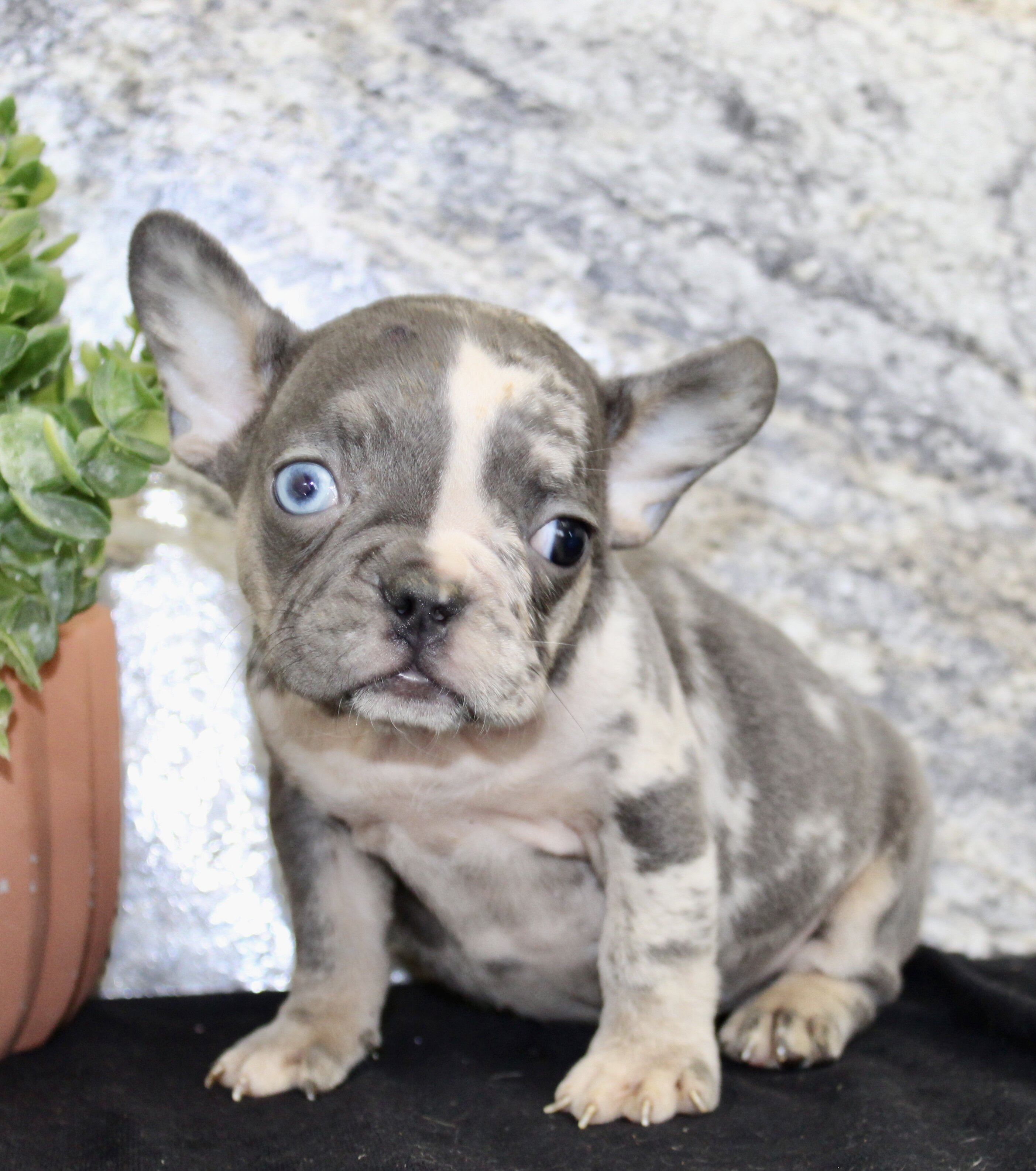 Michelle Female AKC French Bulldog image 2
