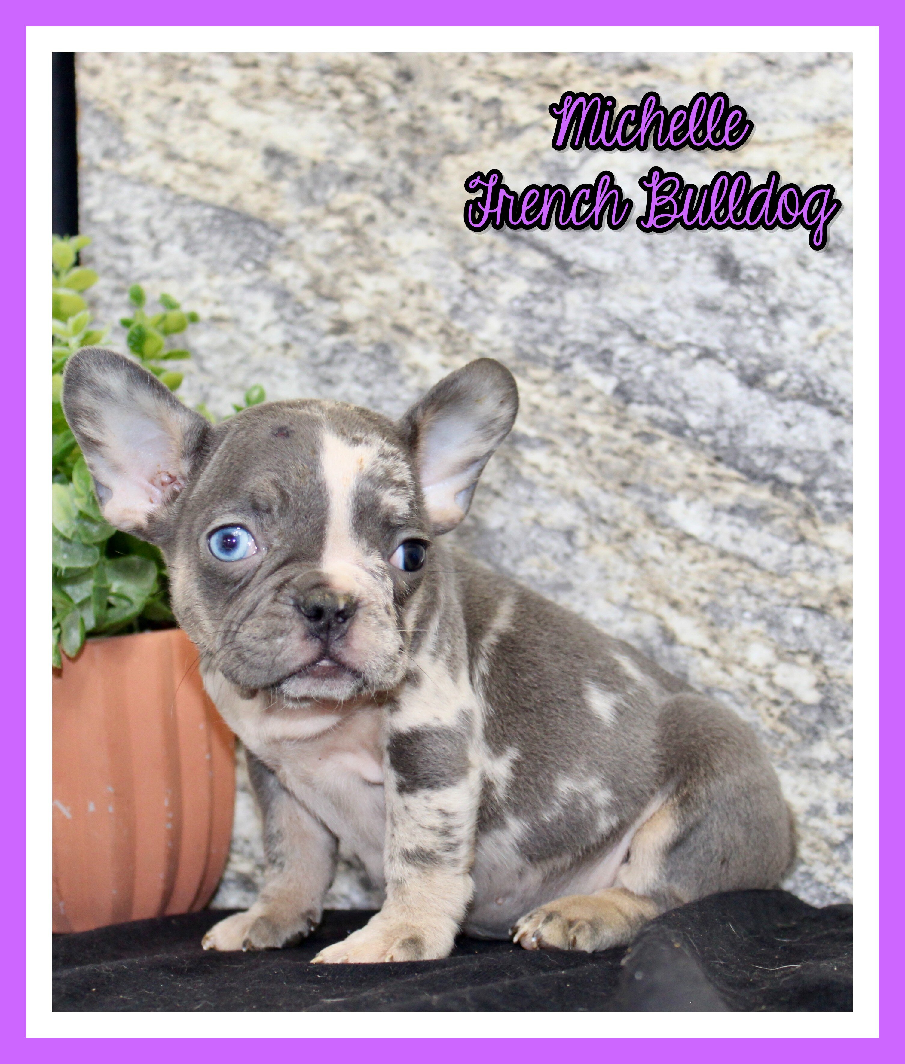 Michelle Female AKC French Bulldog image 1