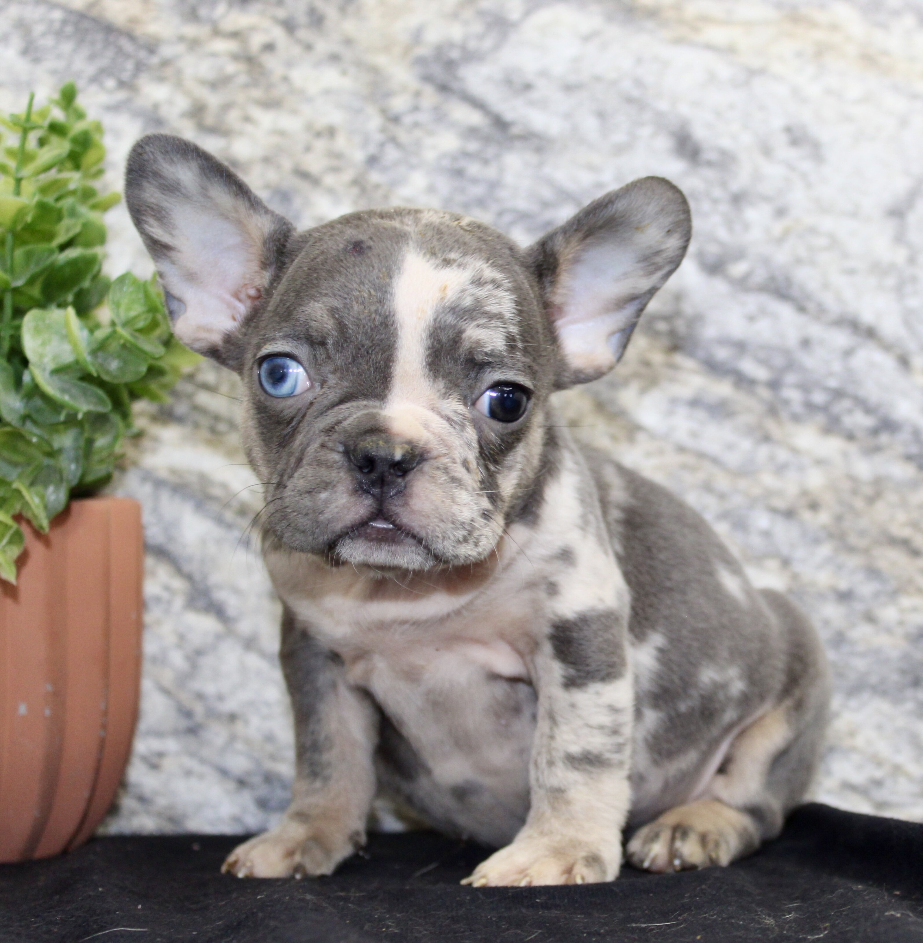 Michelle Female AKC French Bulldog image 3