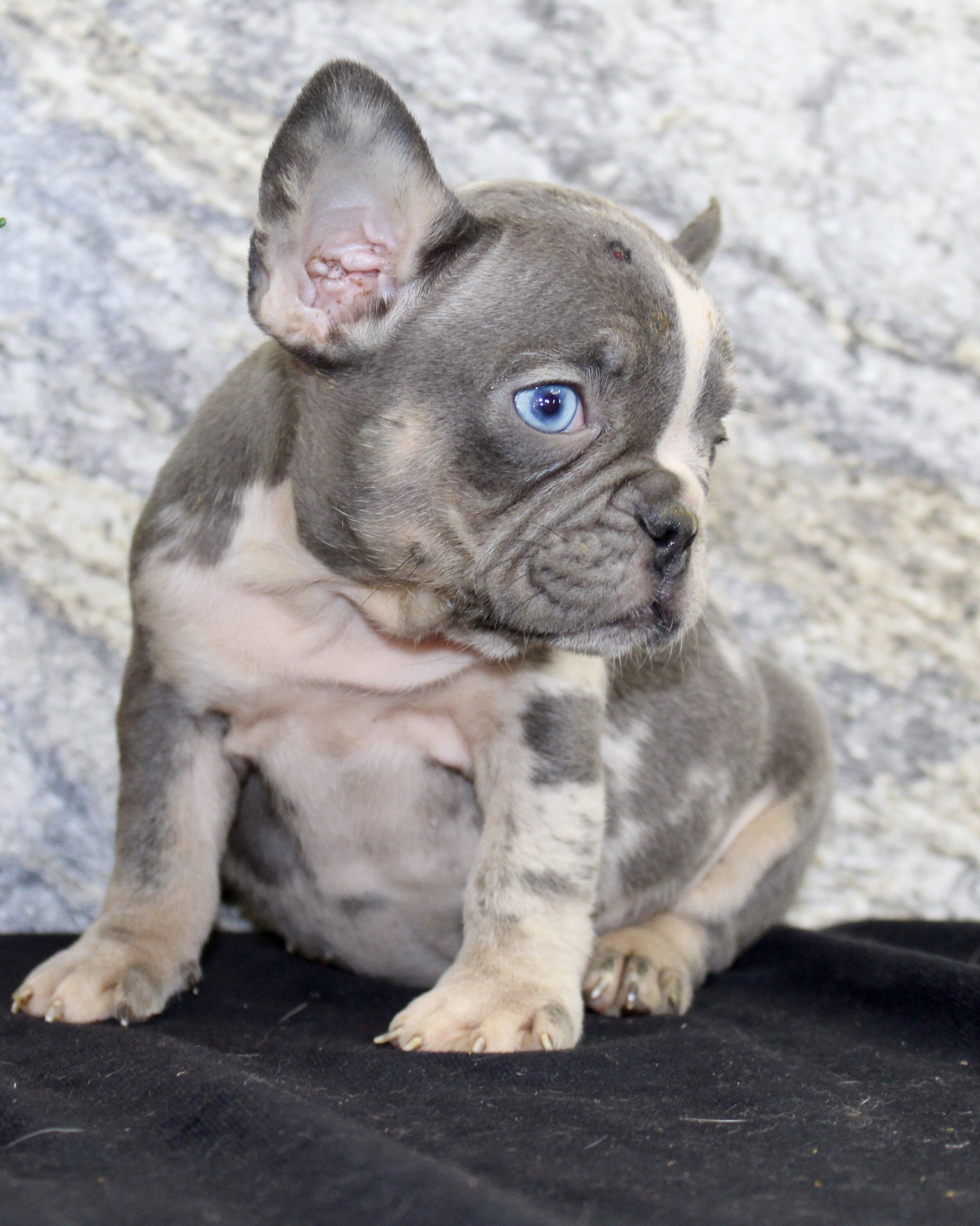 Michelle Female AKC French Bulldog image 4