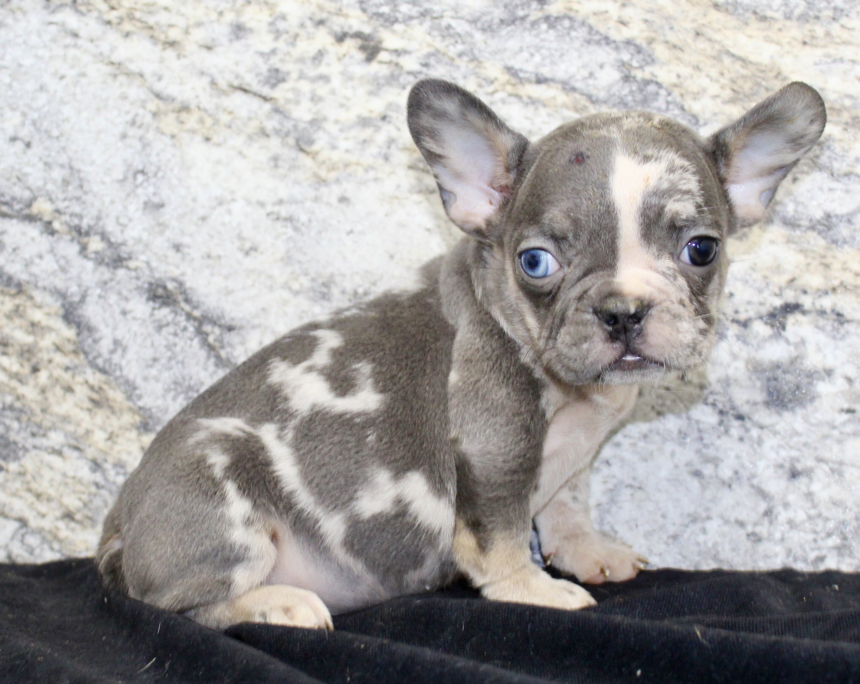 Michelle Female AKC French Bulldog image 5
