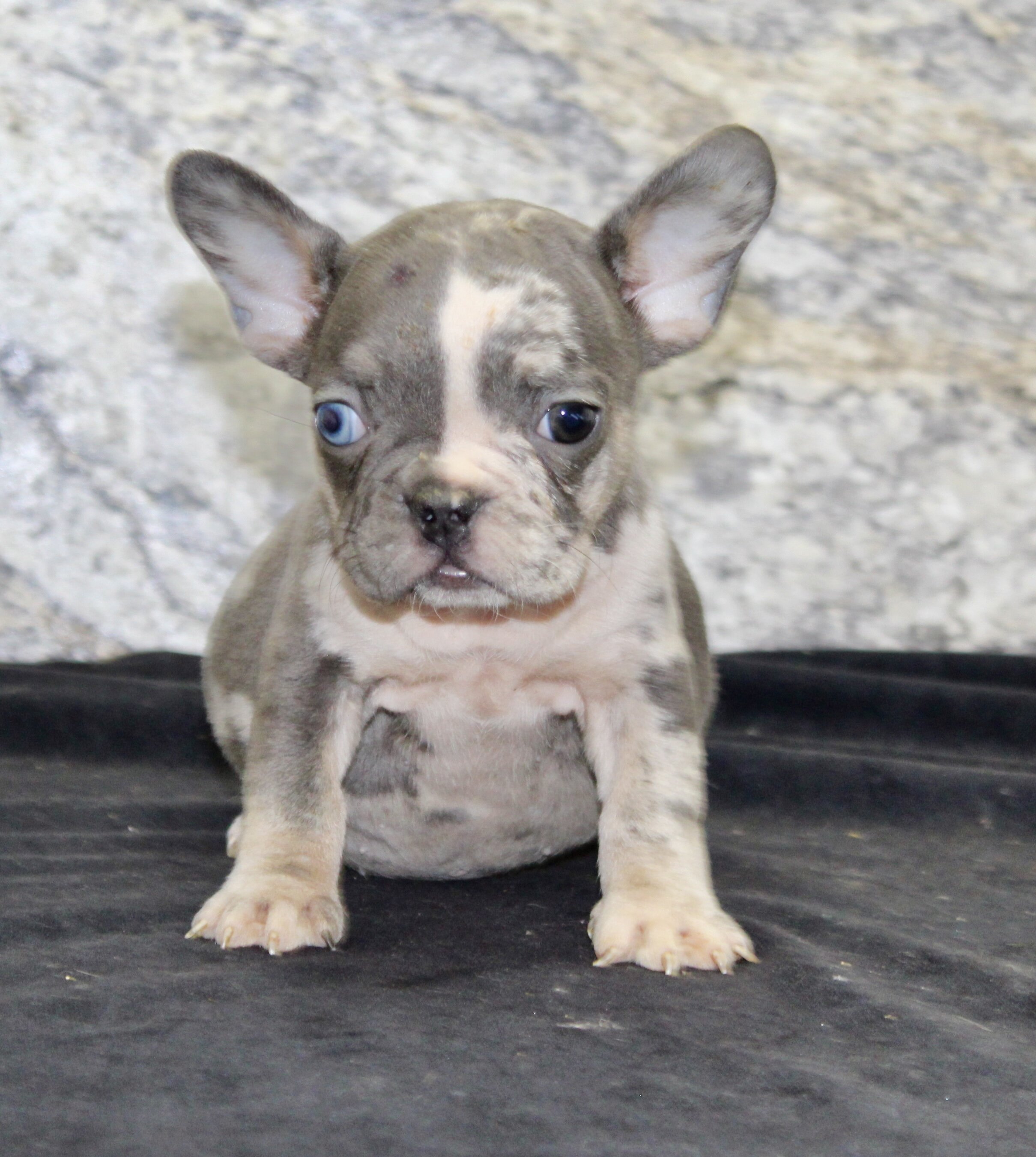 Michelle Female AKC French Bulldog image 6