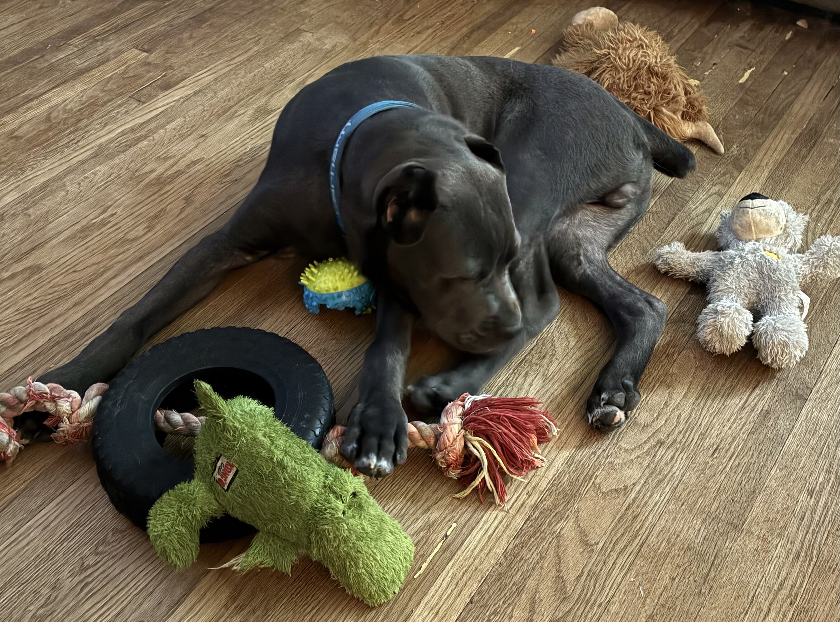 Cane Corso image 10