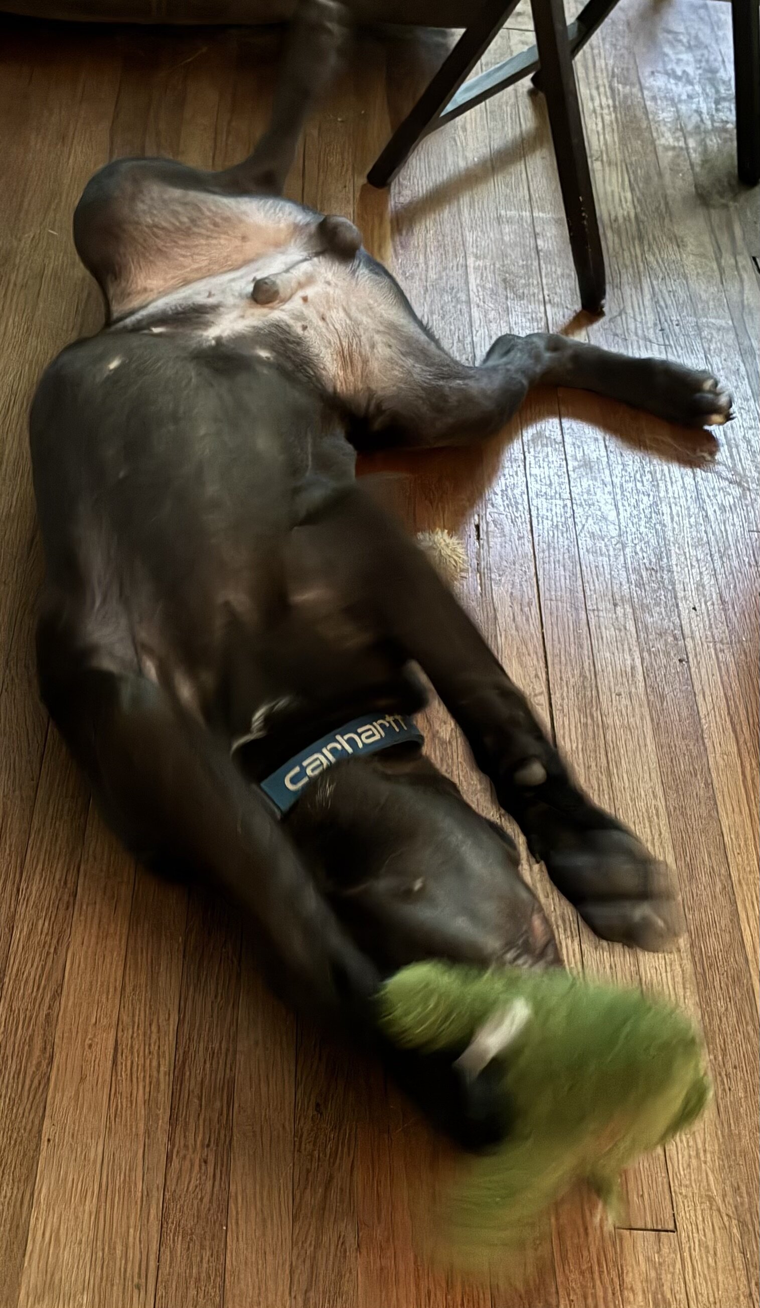 Cane Corso image 9