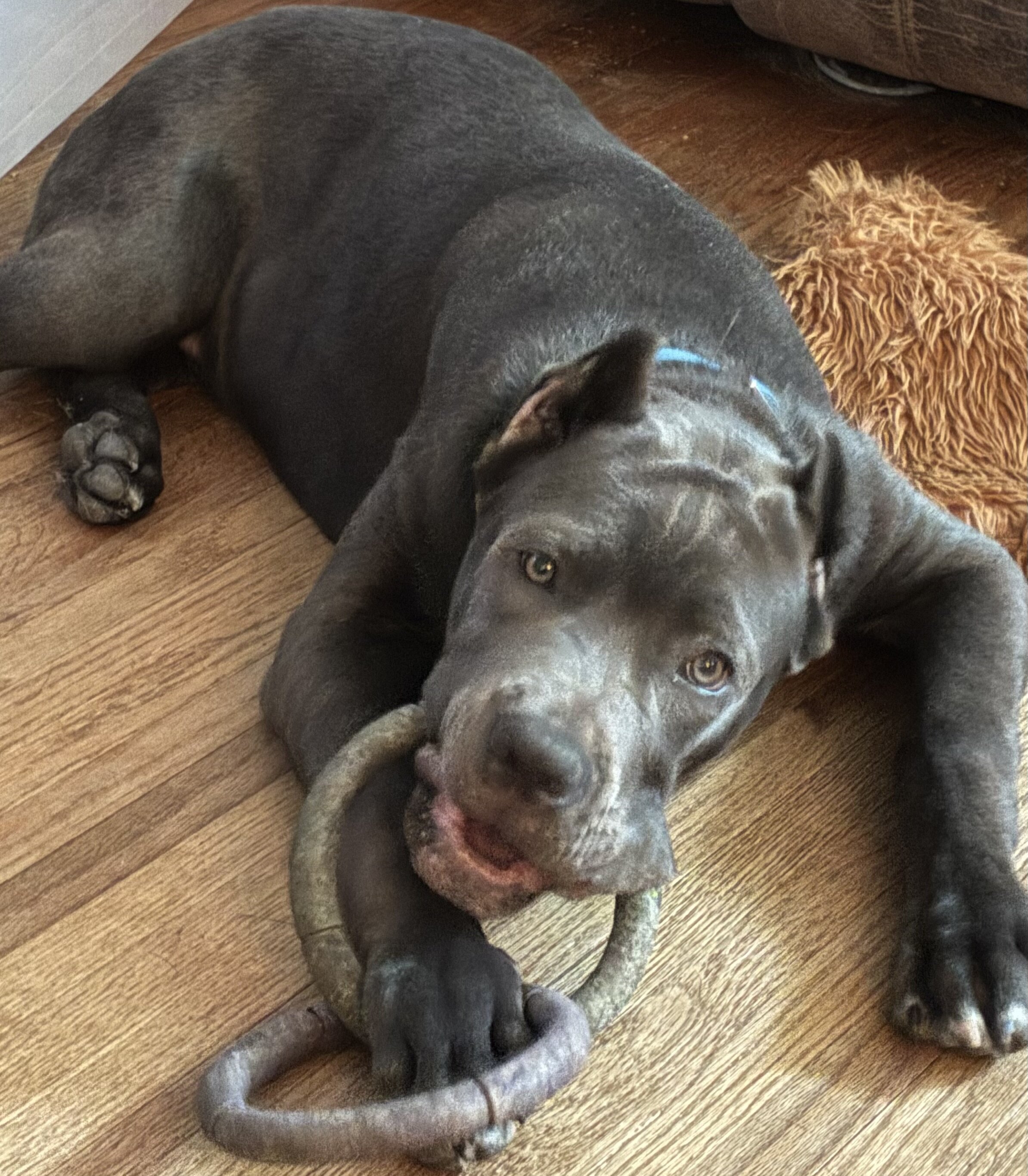Cane Corso image 8