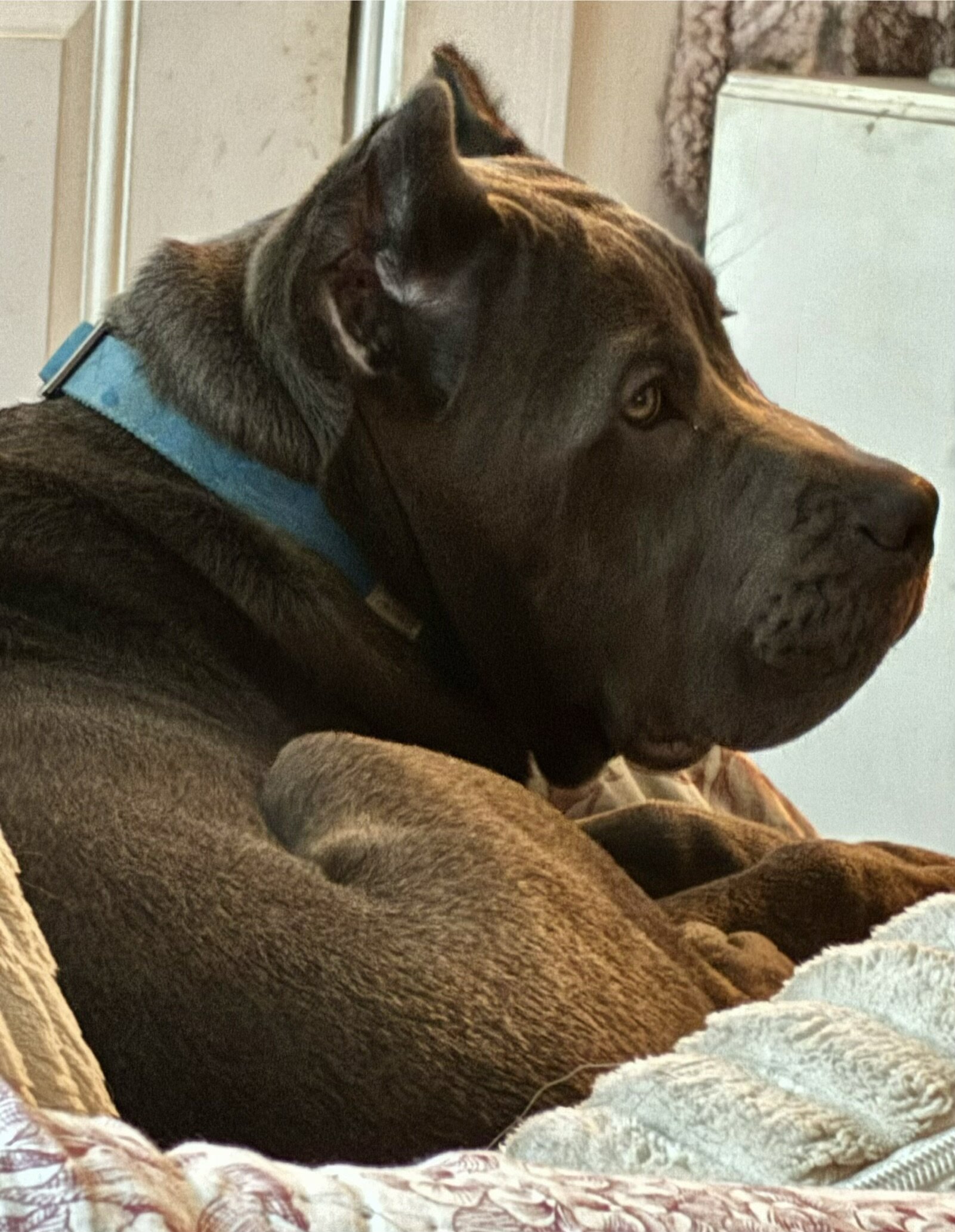 Cane Corso image 7