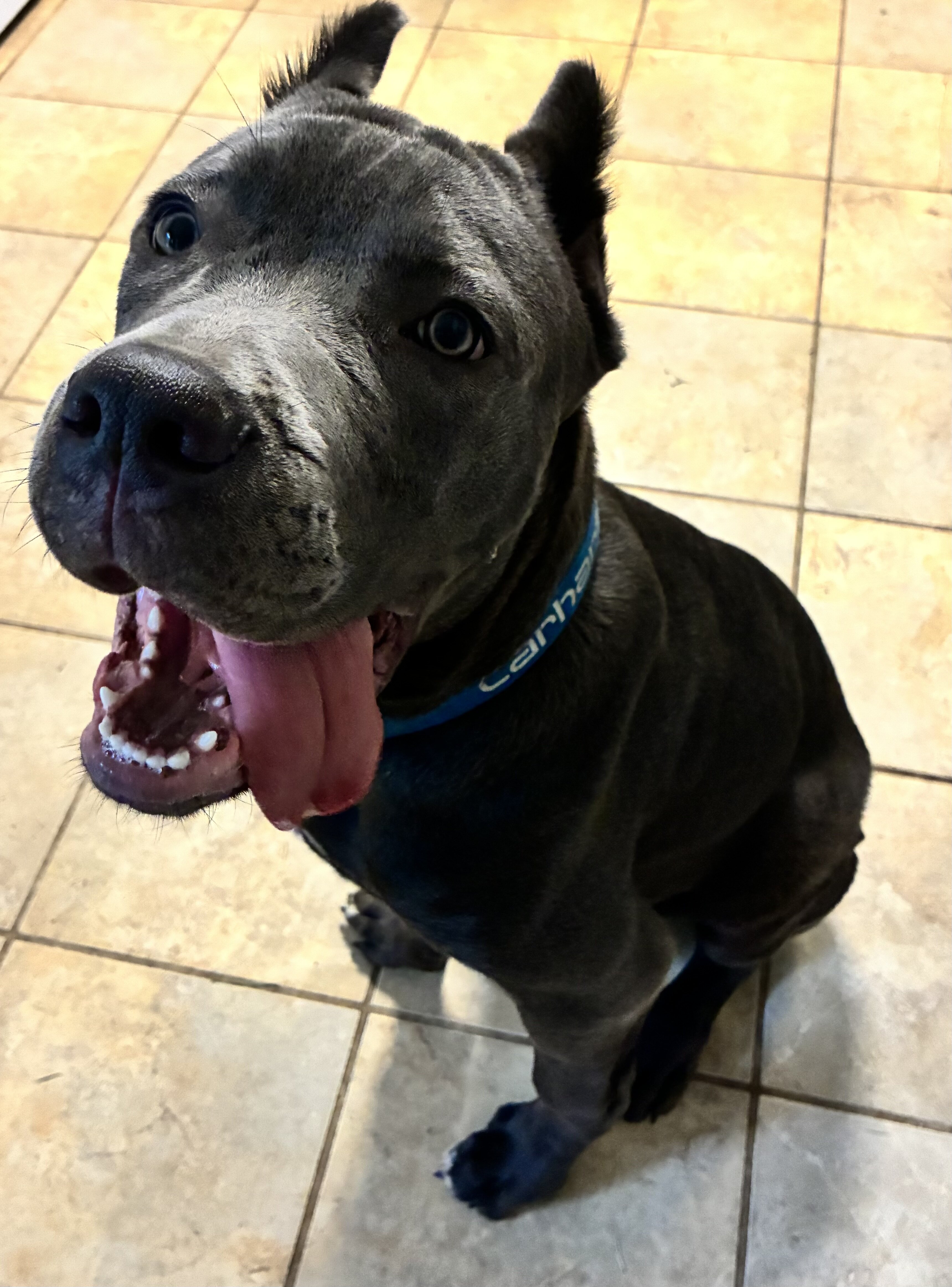 Cane Corso image 1