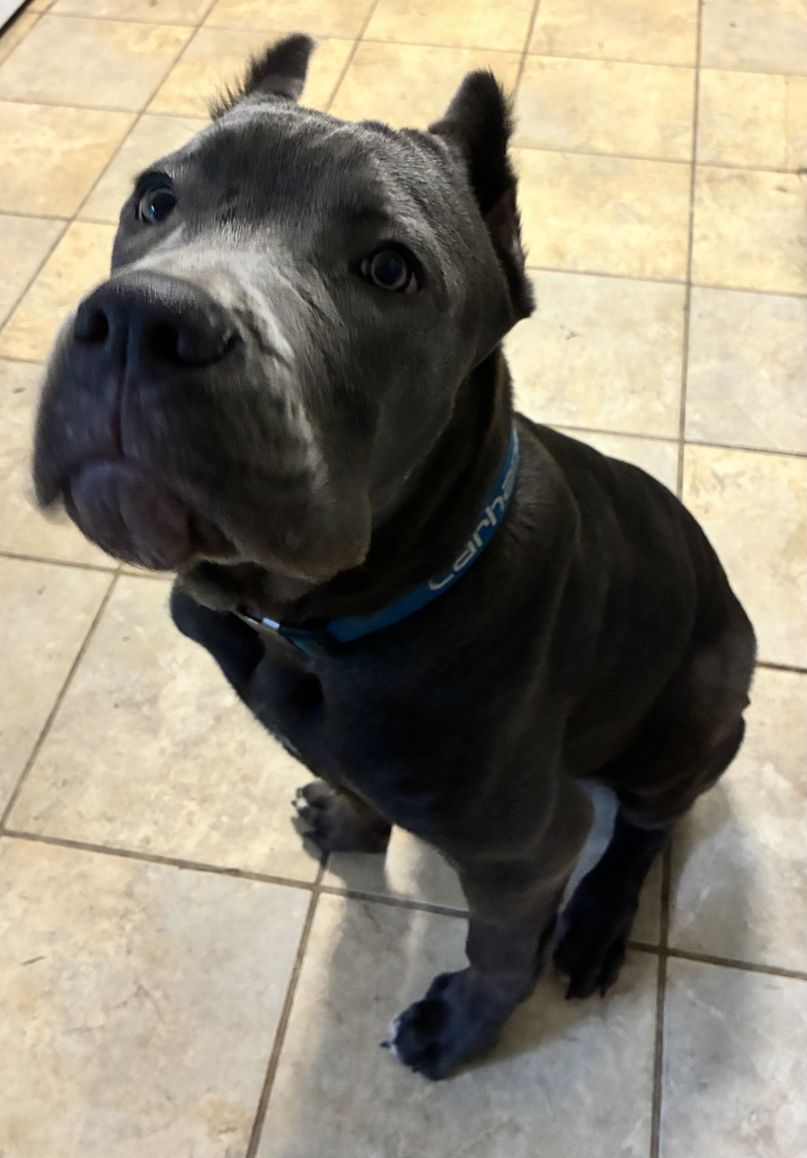 Cane Corso image 2