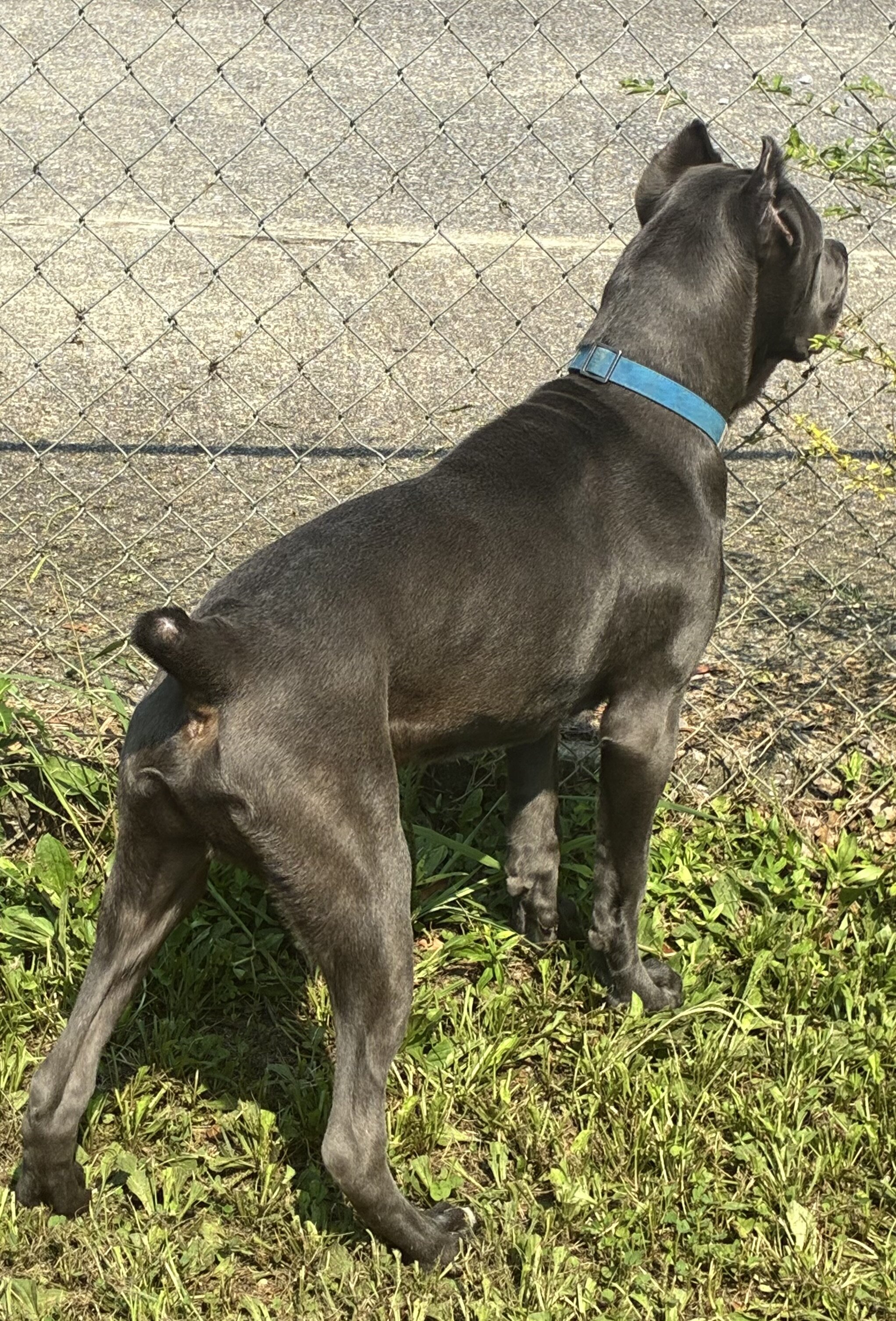 Cane Corso image 3