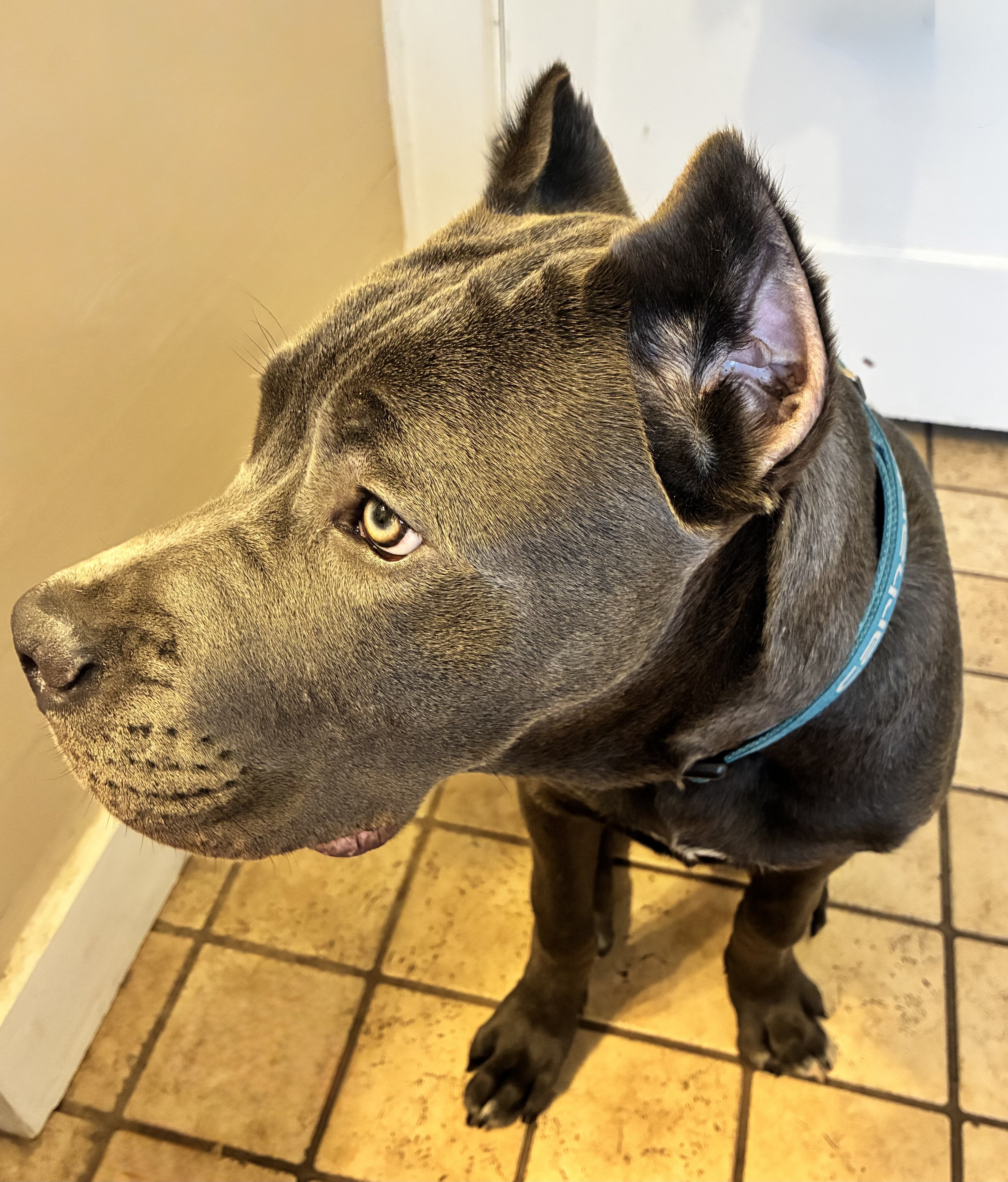 Cane Corso image 5