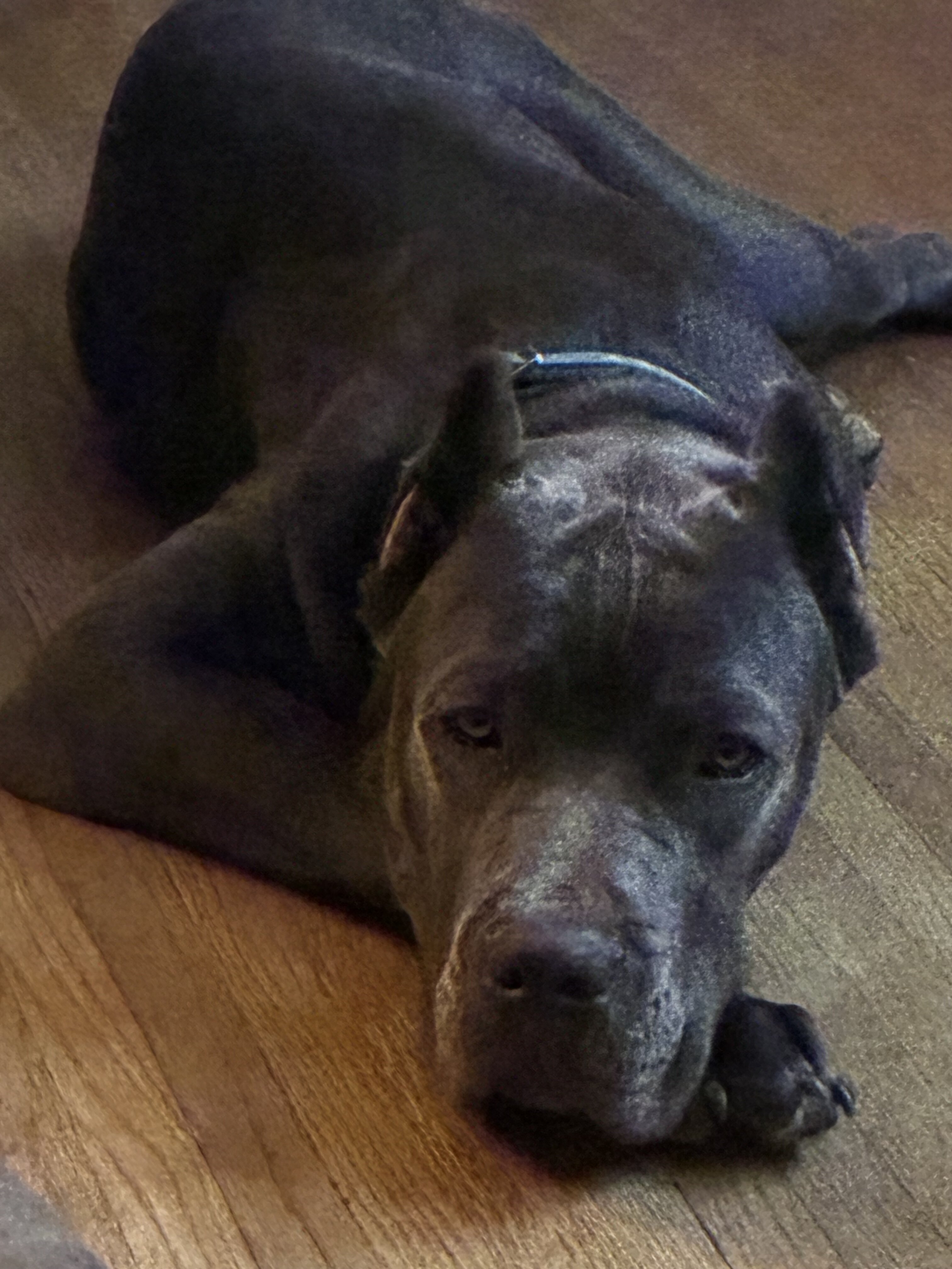 Cane Corso image 6