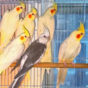 Cockatiels - Brooklyn NYC image 1