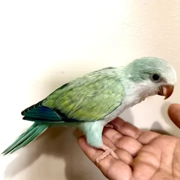 Quaker Parrot - Brooklyn NYC image 1