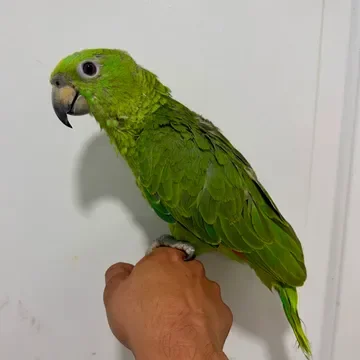 Yellow-Naped Amazon - Brooklyn NYC image 1