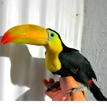 Keel-Billed Toucan - Brooklyn NYC image 1