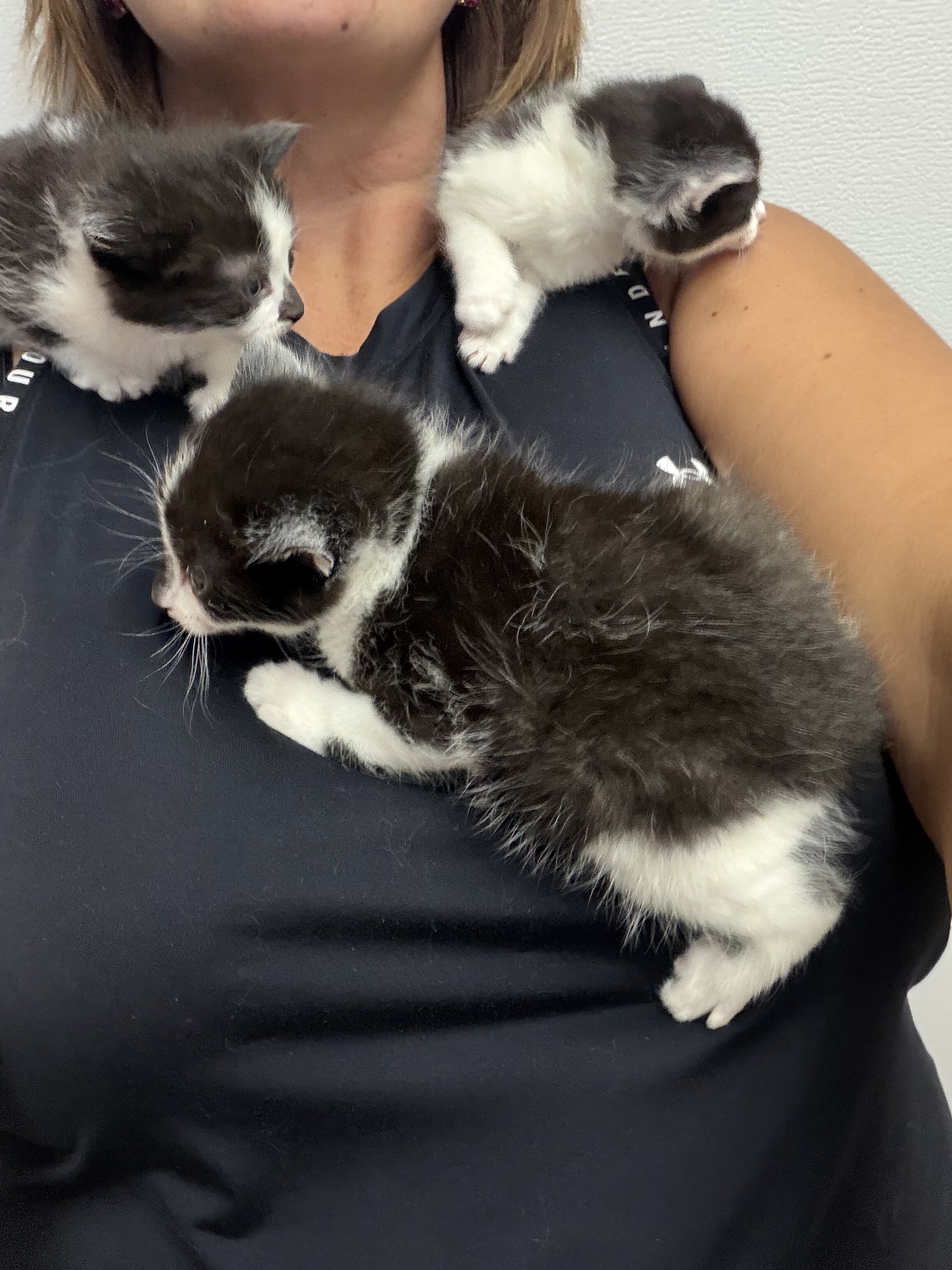Kittens black and white tuxedo image 5