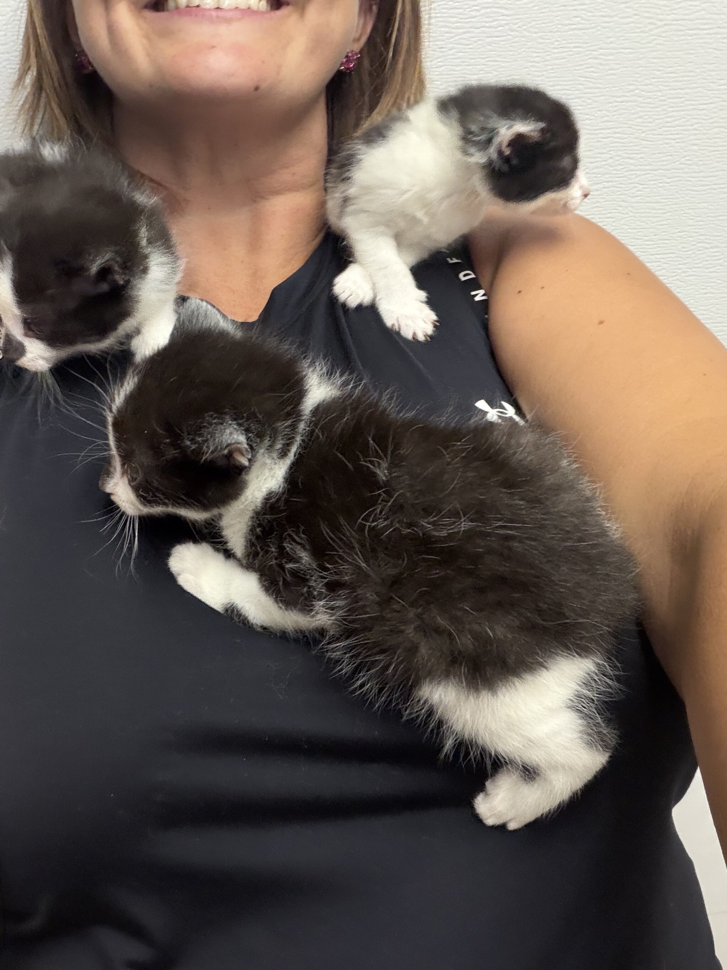 Kittens black and white tuxedo image 3