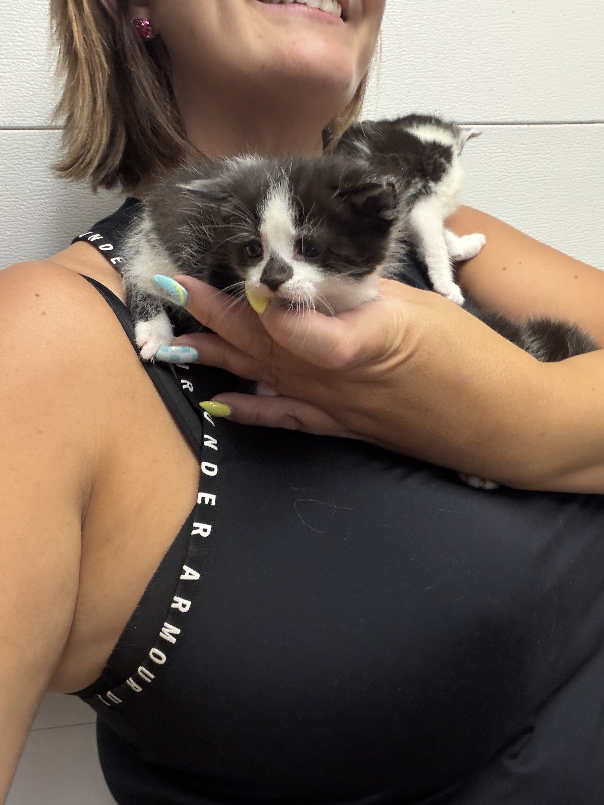 Kittens black and white tuxedo image 4