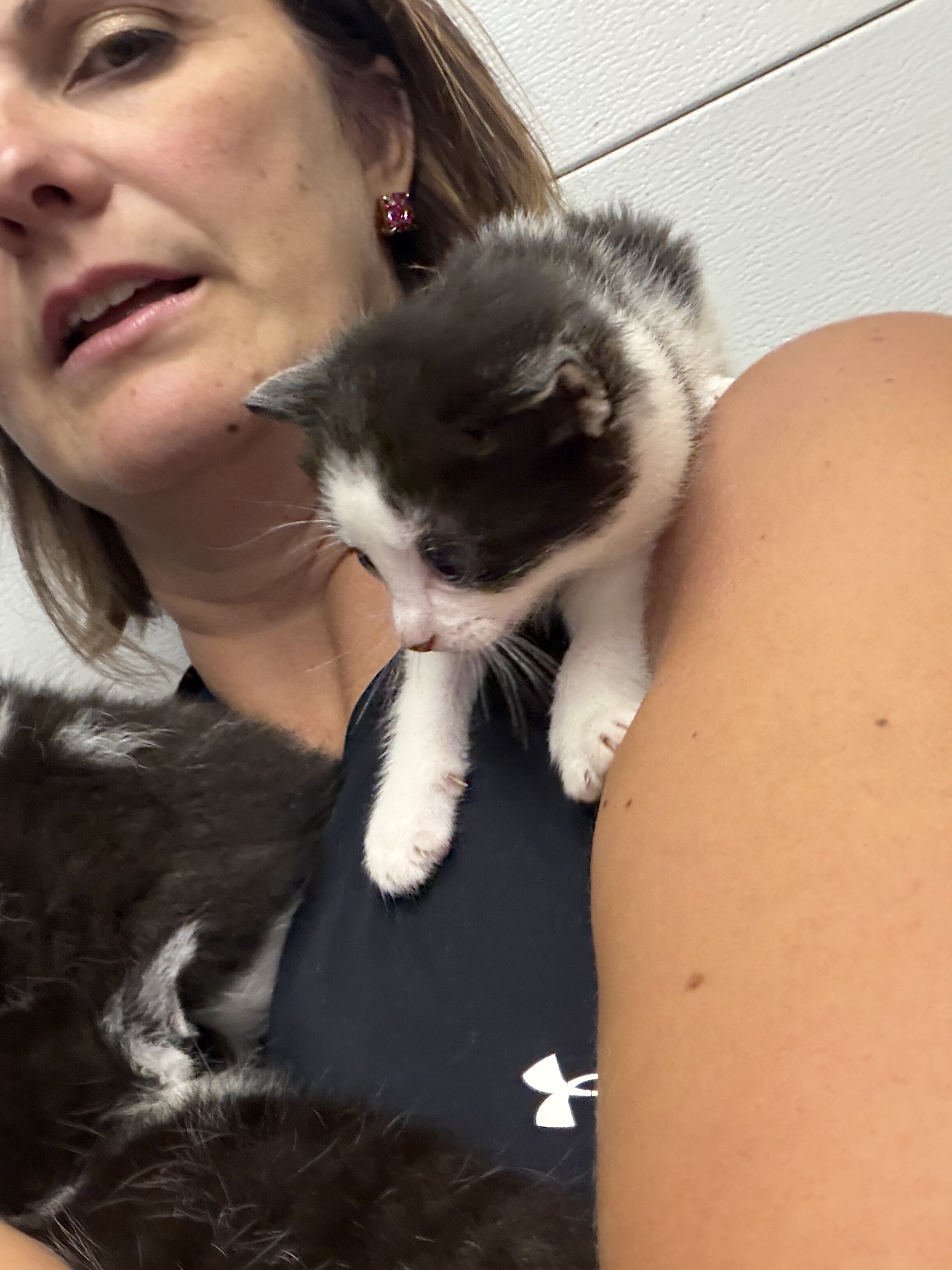 Kittens black and white tuxedo image 6