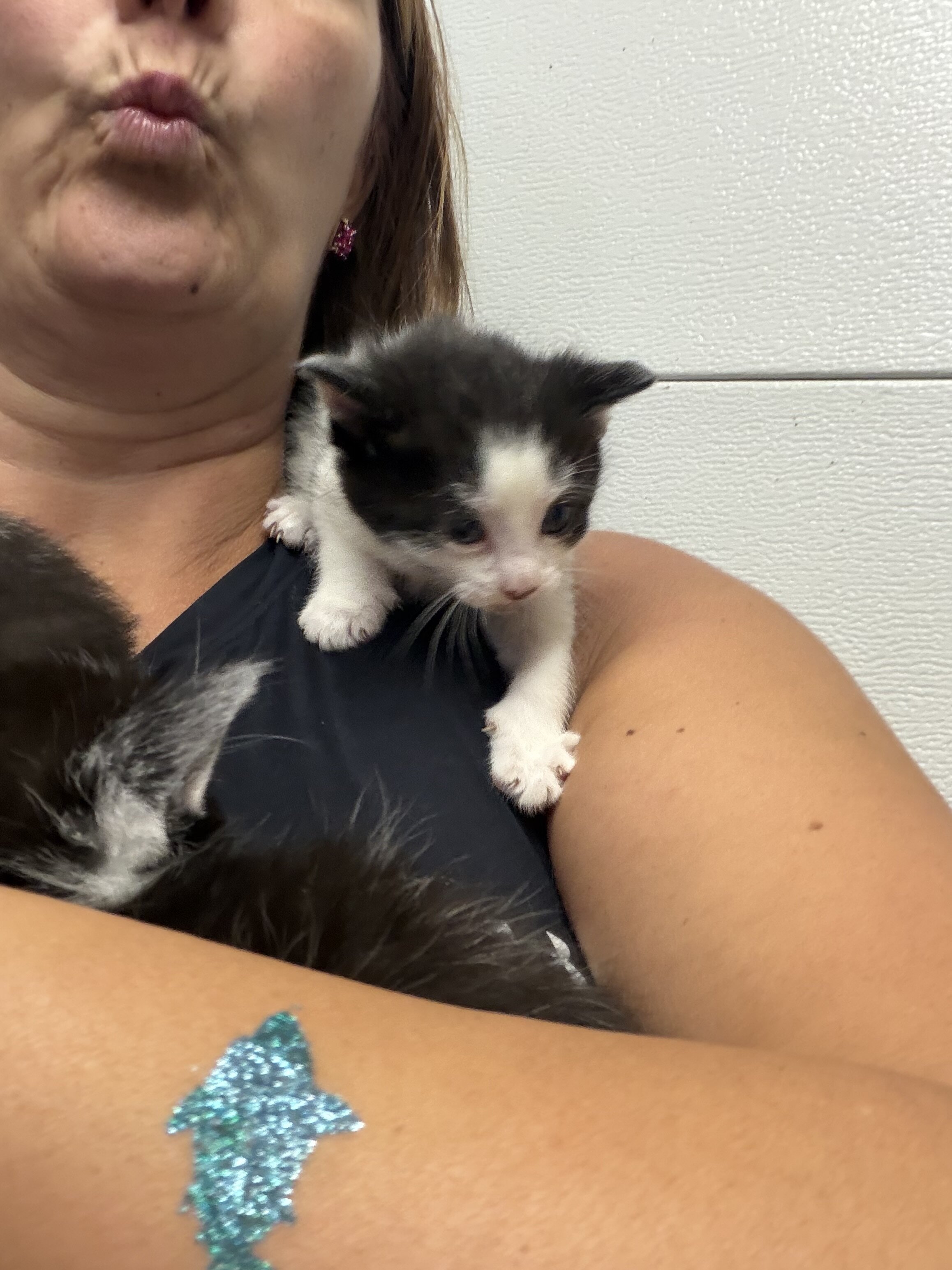 Kittens black and white tuxedo image 7