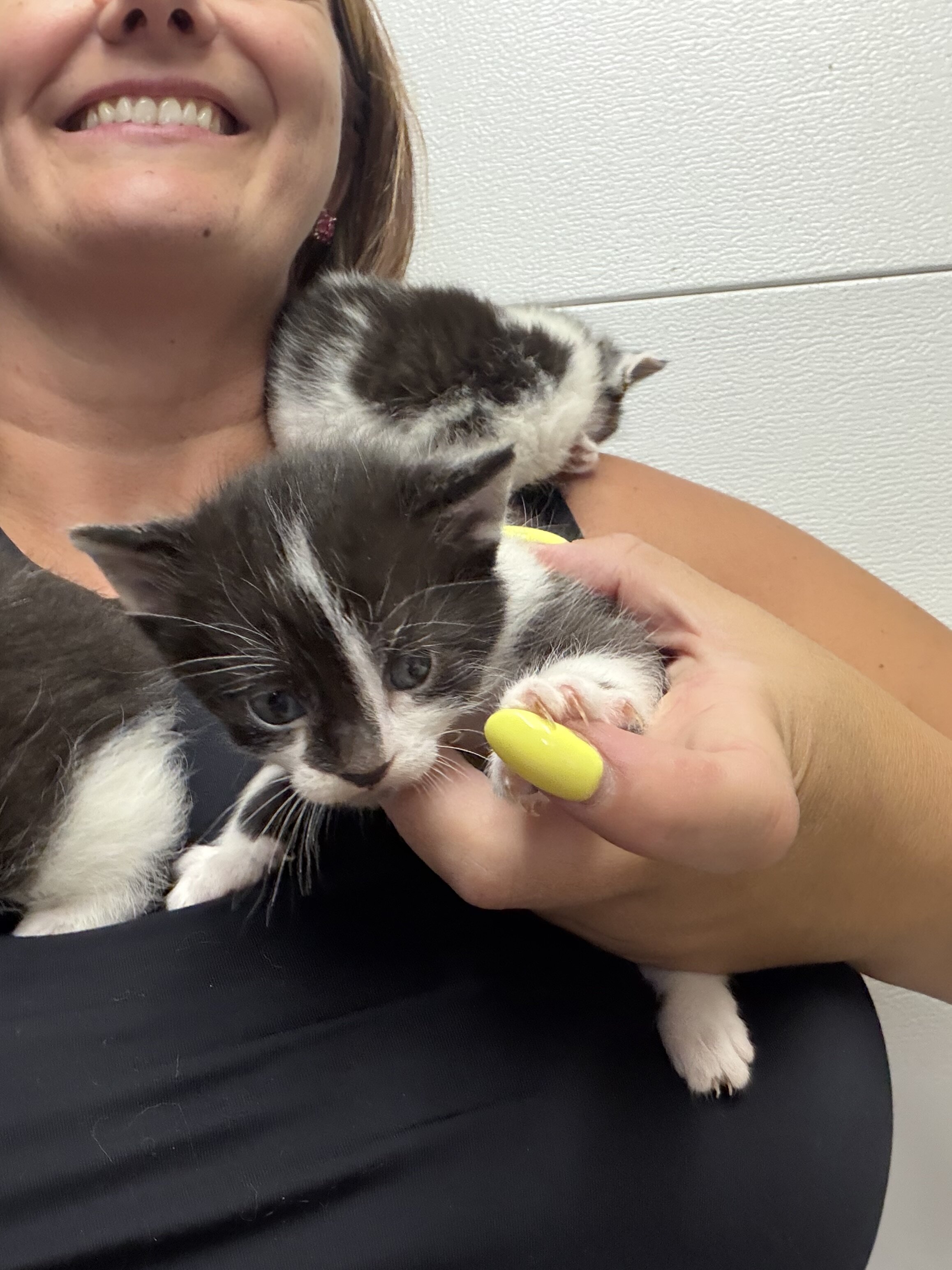 Kittens black and white tuxedo image 2