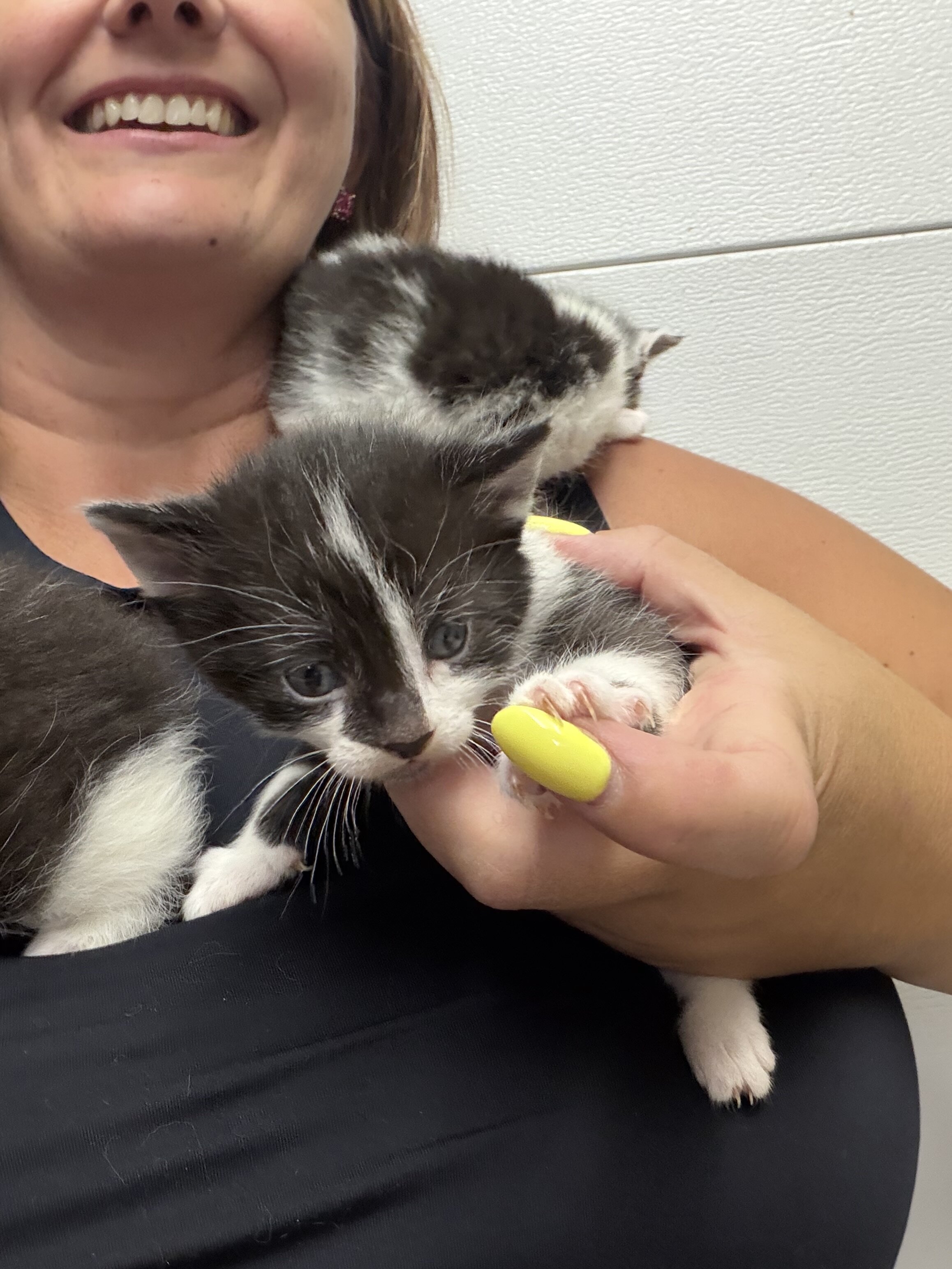 Kittens black and white tuxedo image 9
