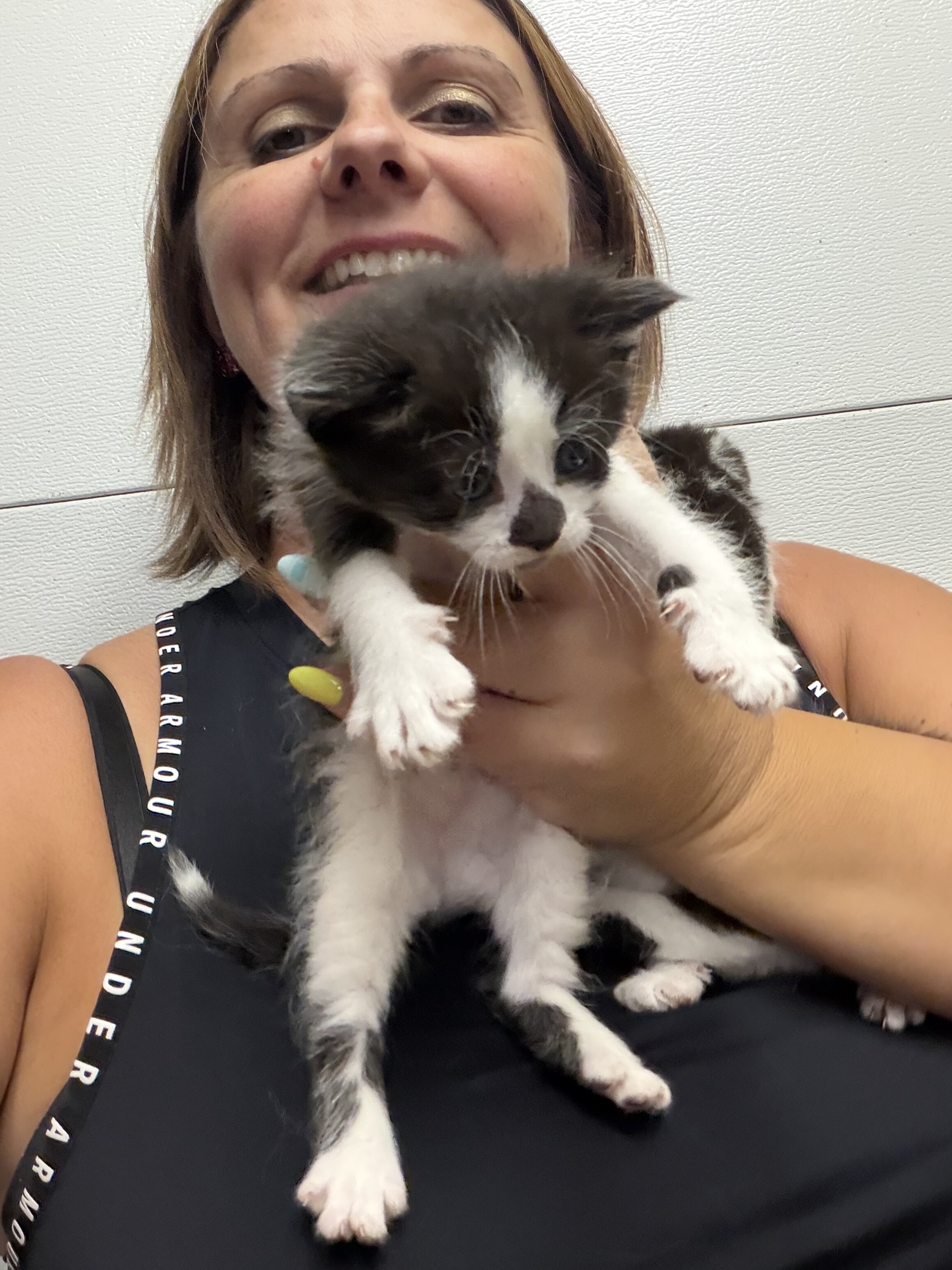 Kittens black and white tuxedo image 8
