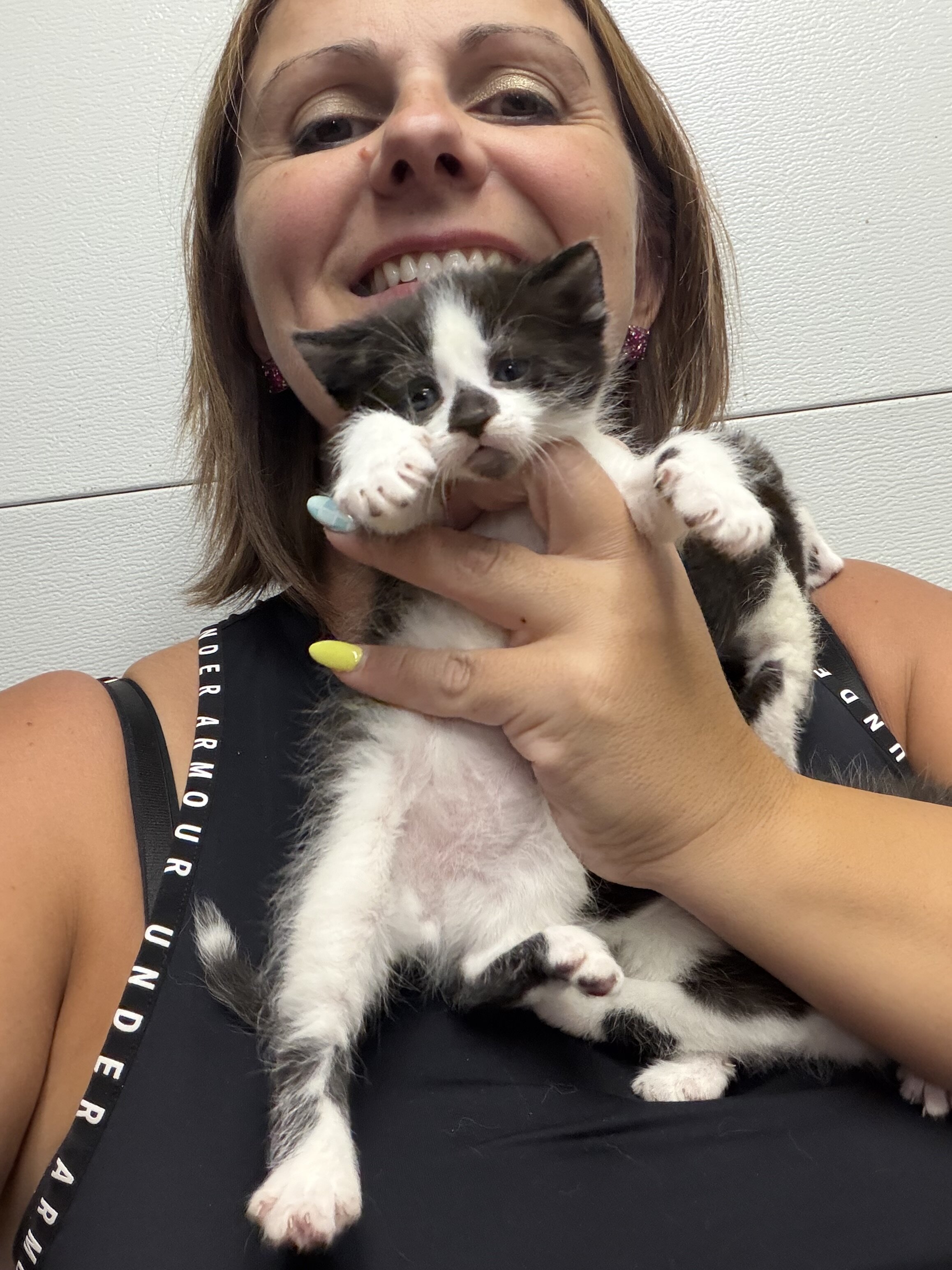 Kittens black and white tuxedo image 1