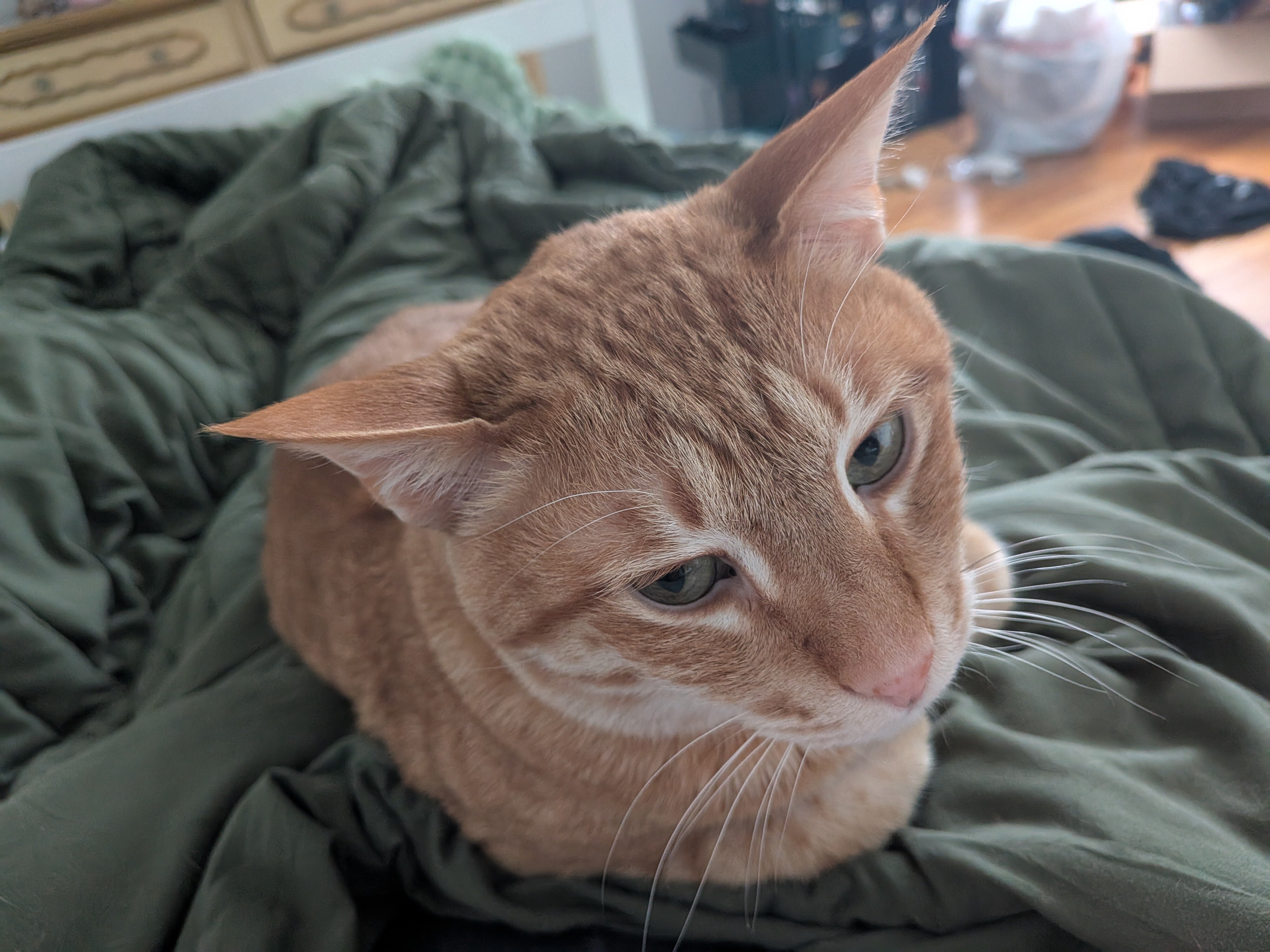 Adult orange tabby cat image 2