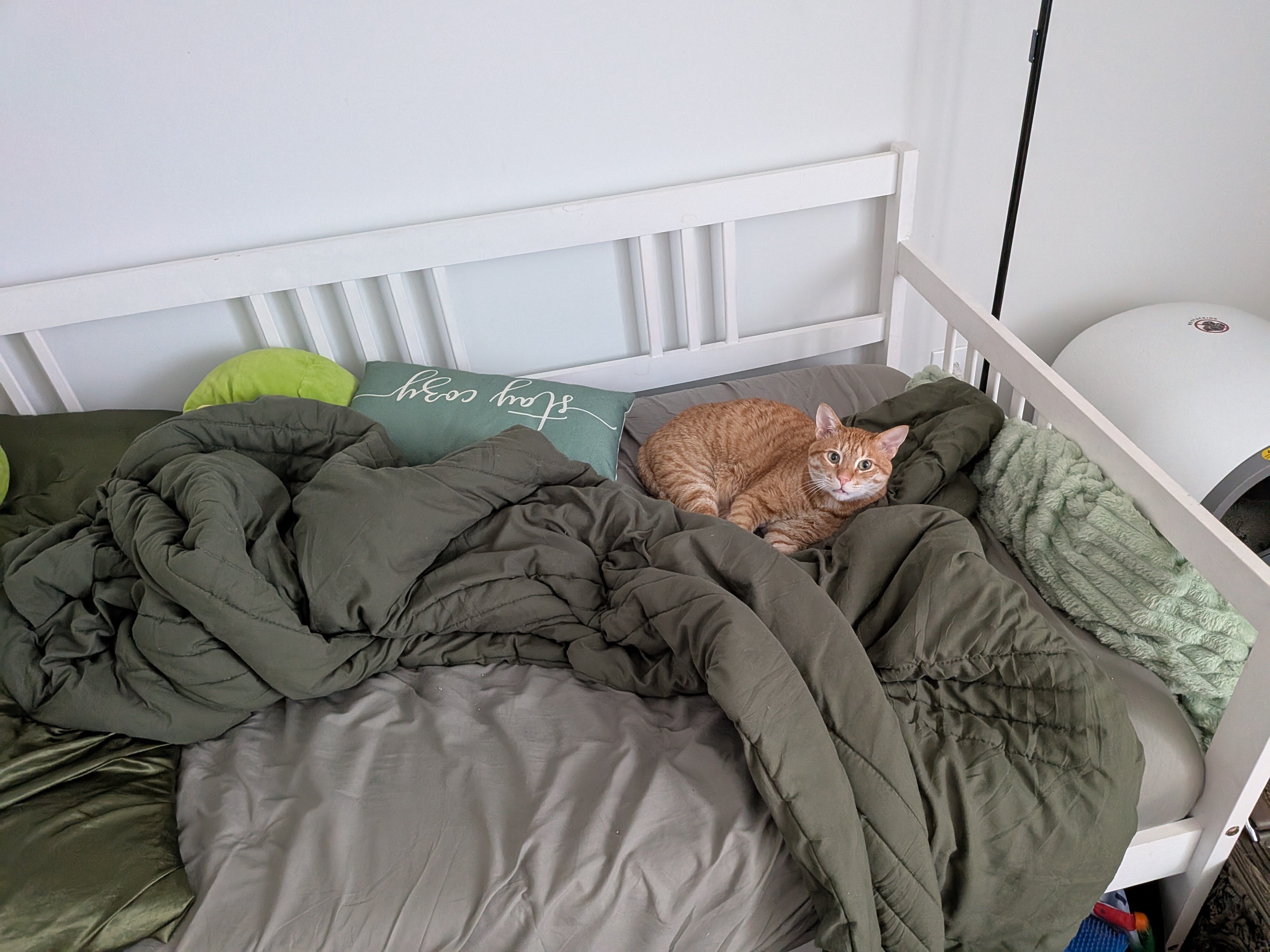 Adult orange tabby cat image 1