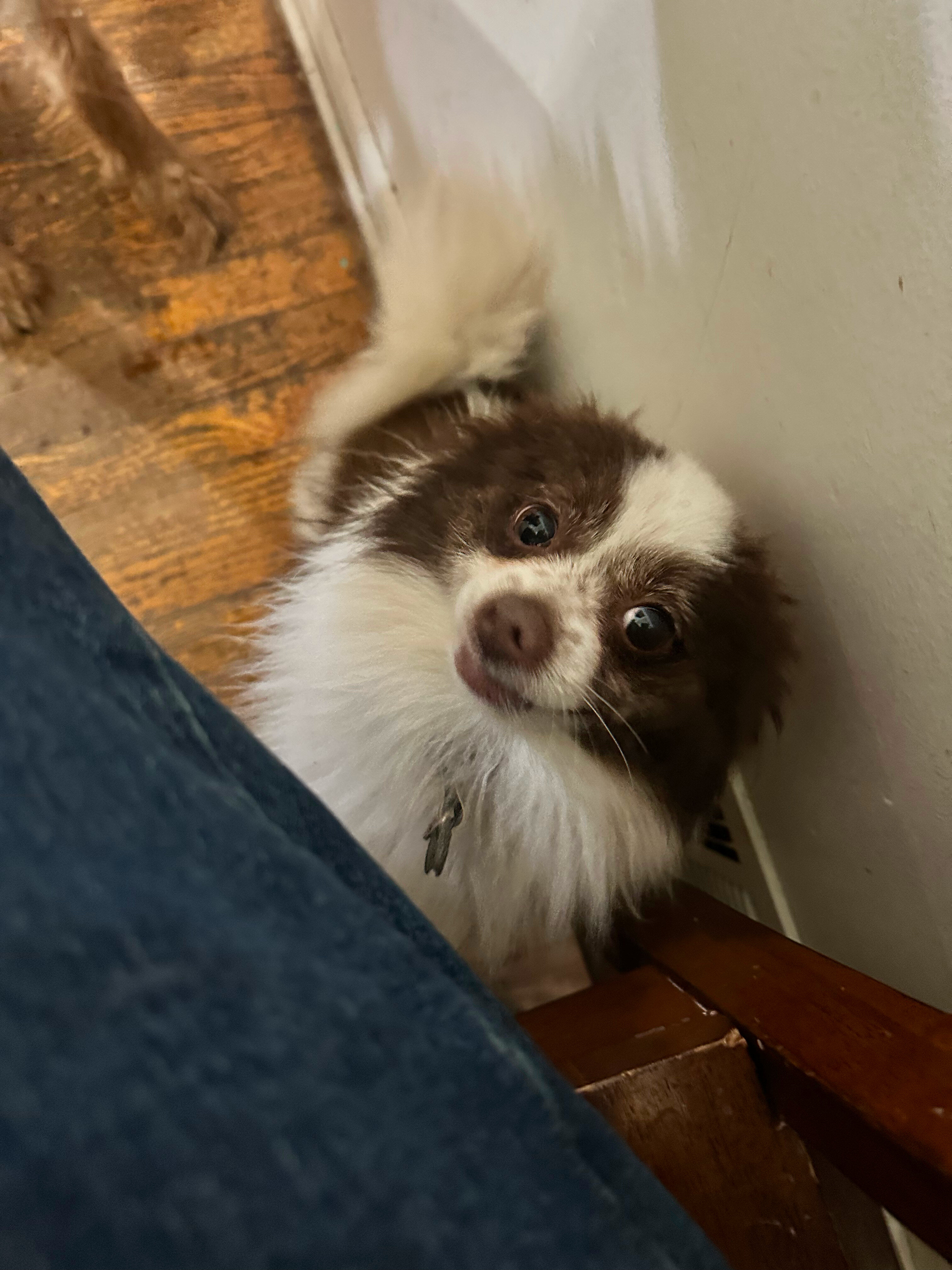 Tobi image 1
