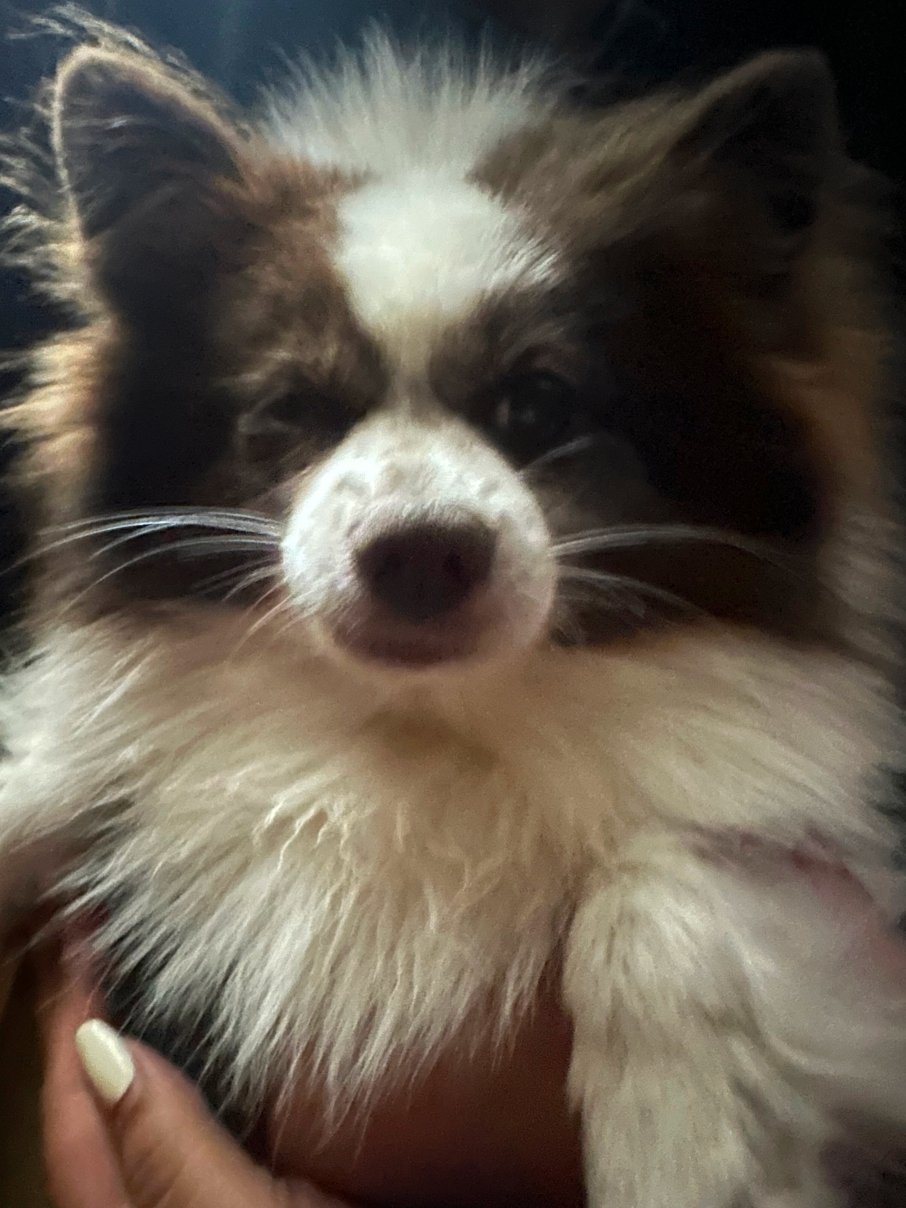 Tobi image 2