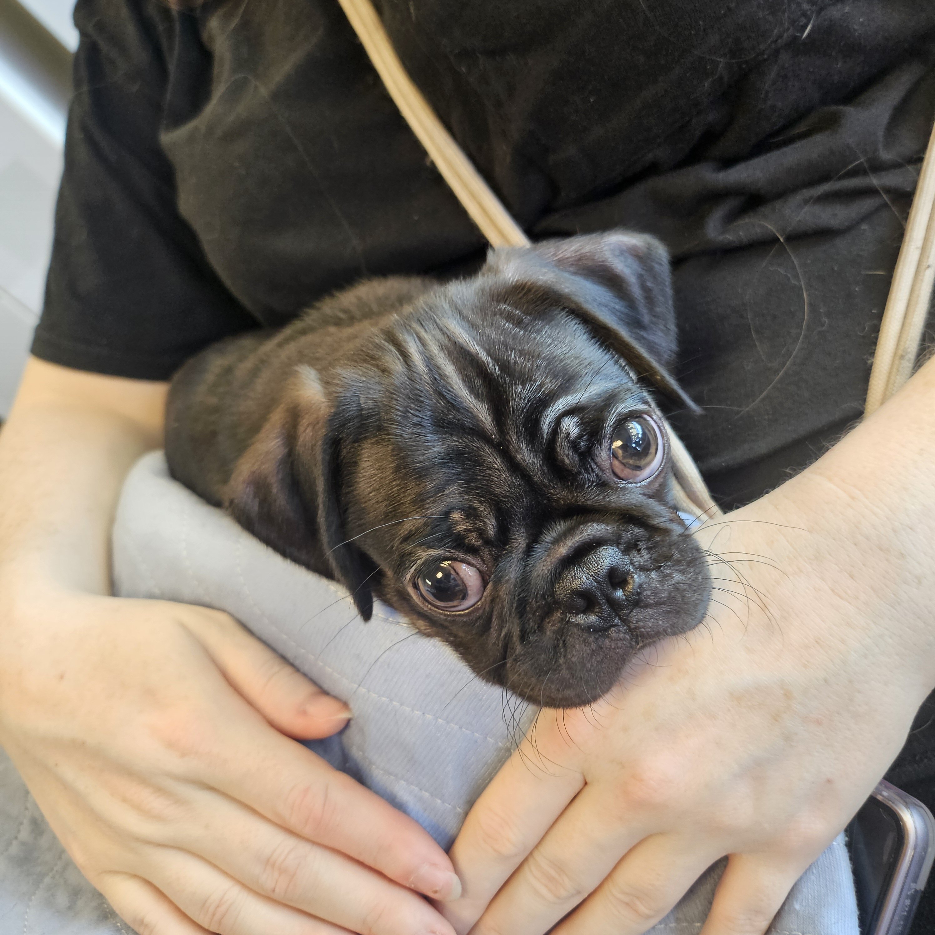 Pug puppy image 1