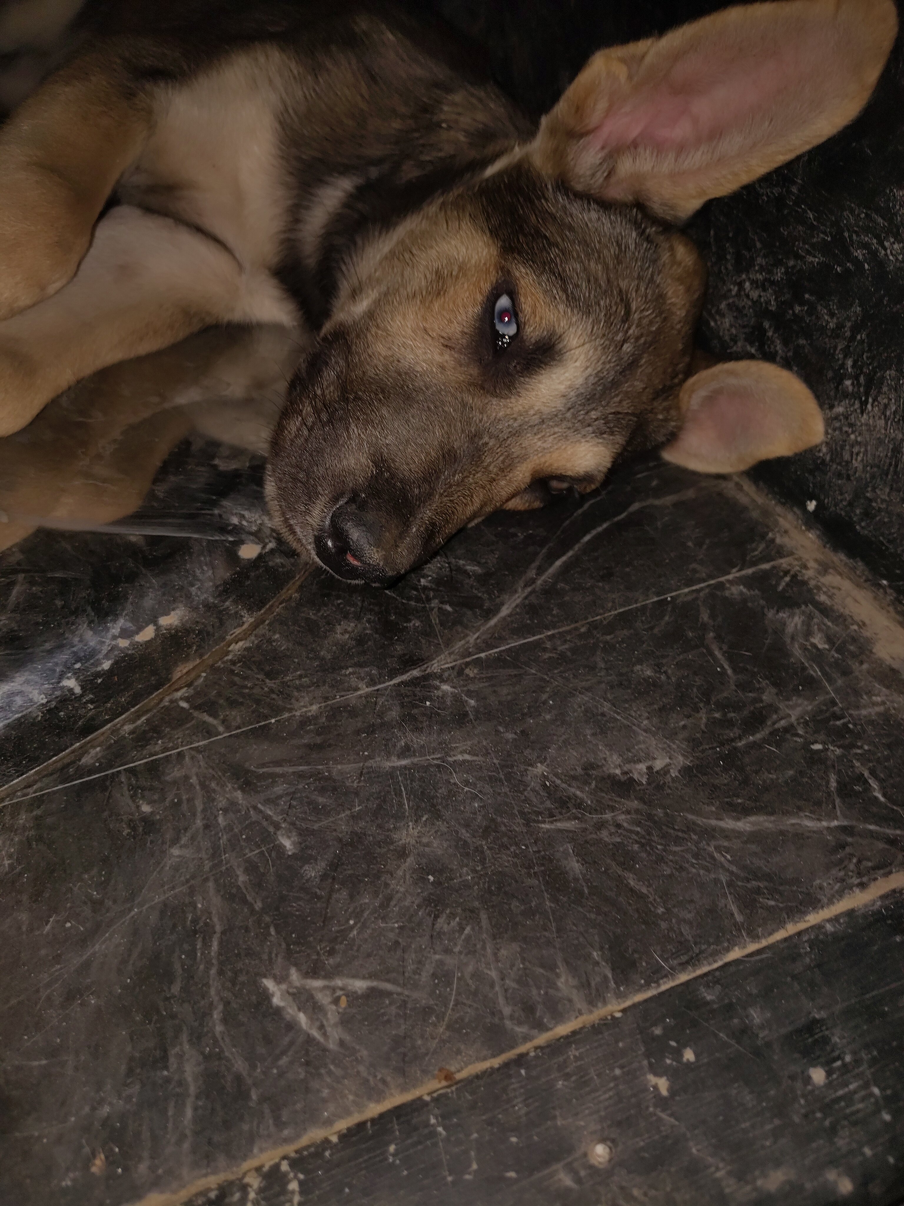huskys image 2