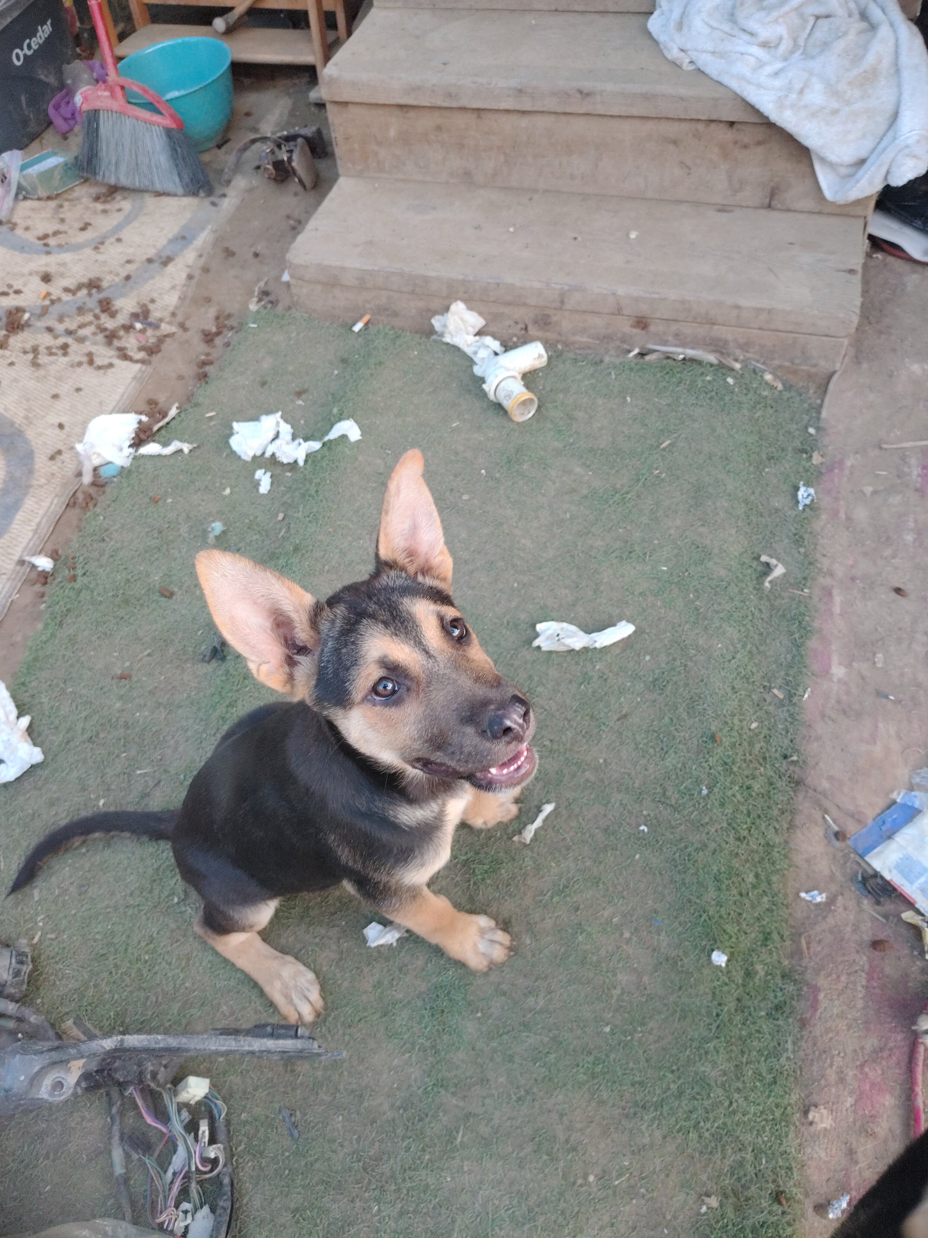 huskys image 1