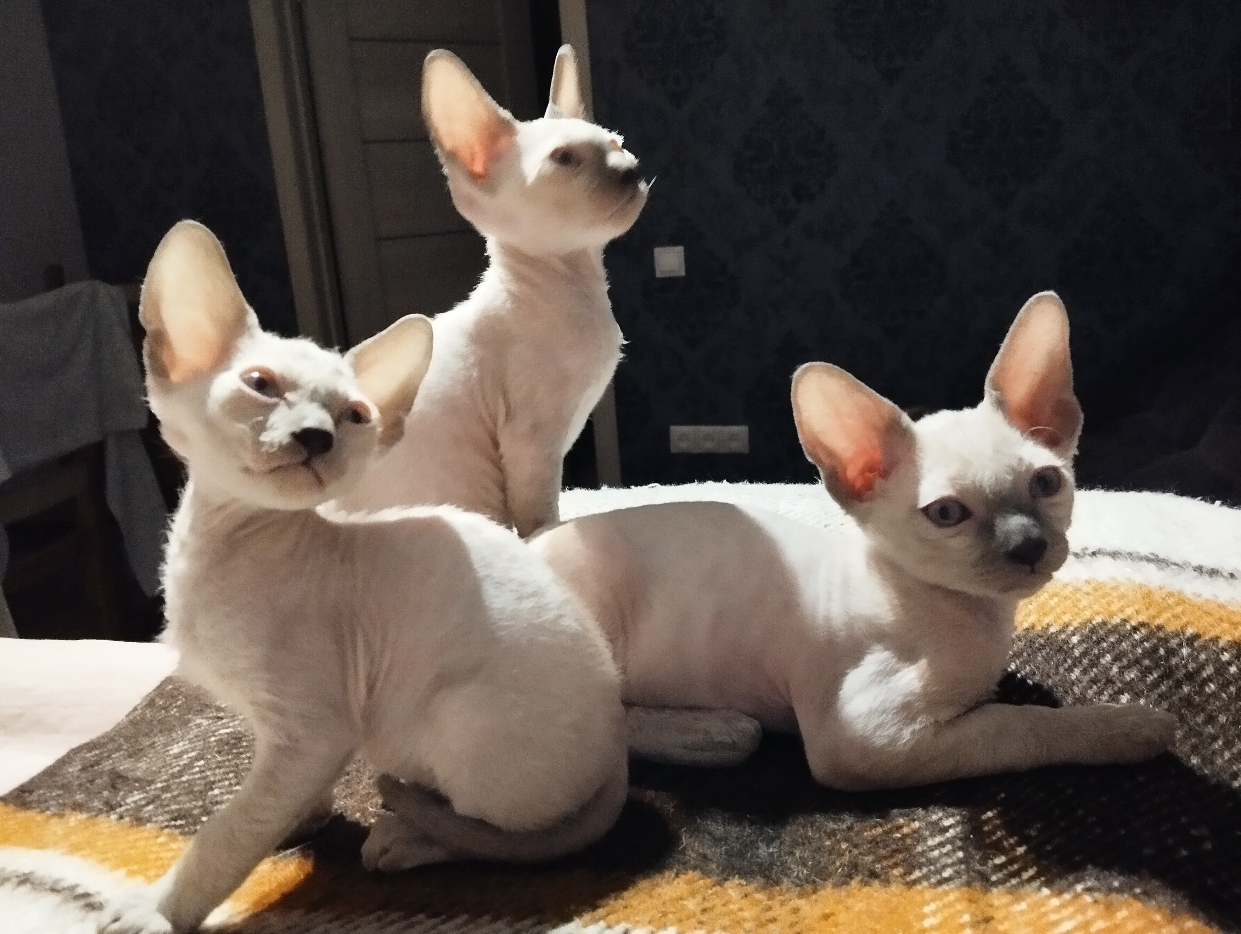 Purebred Cornish Rex Blue Point Kittens image 7