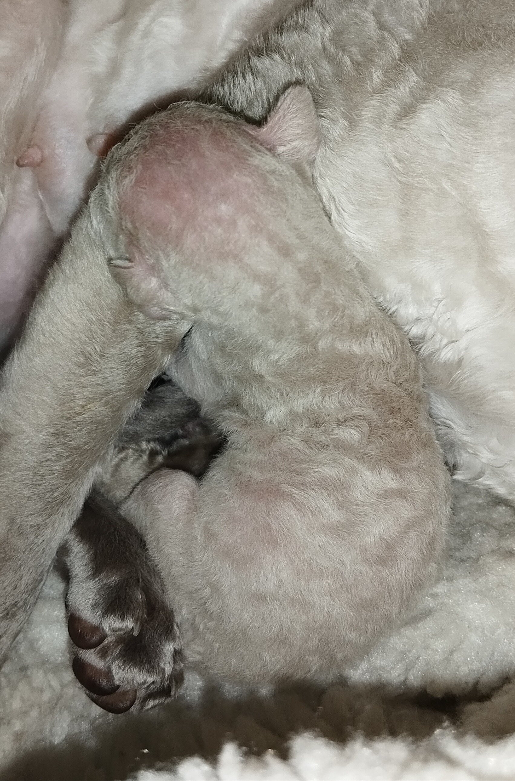 Purebred Cornish Rex Blue Point Kittens image 4