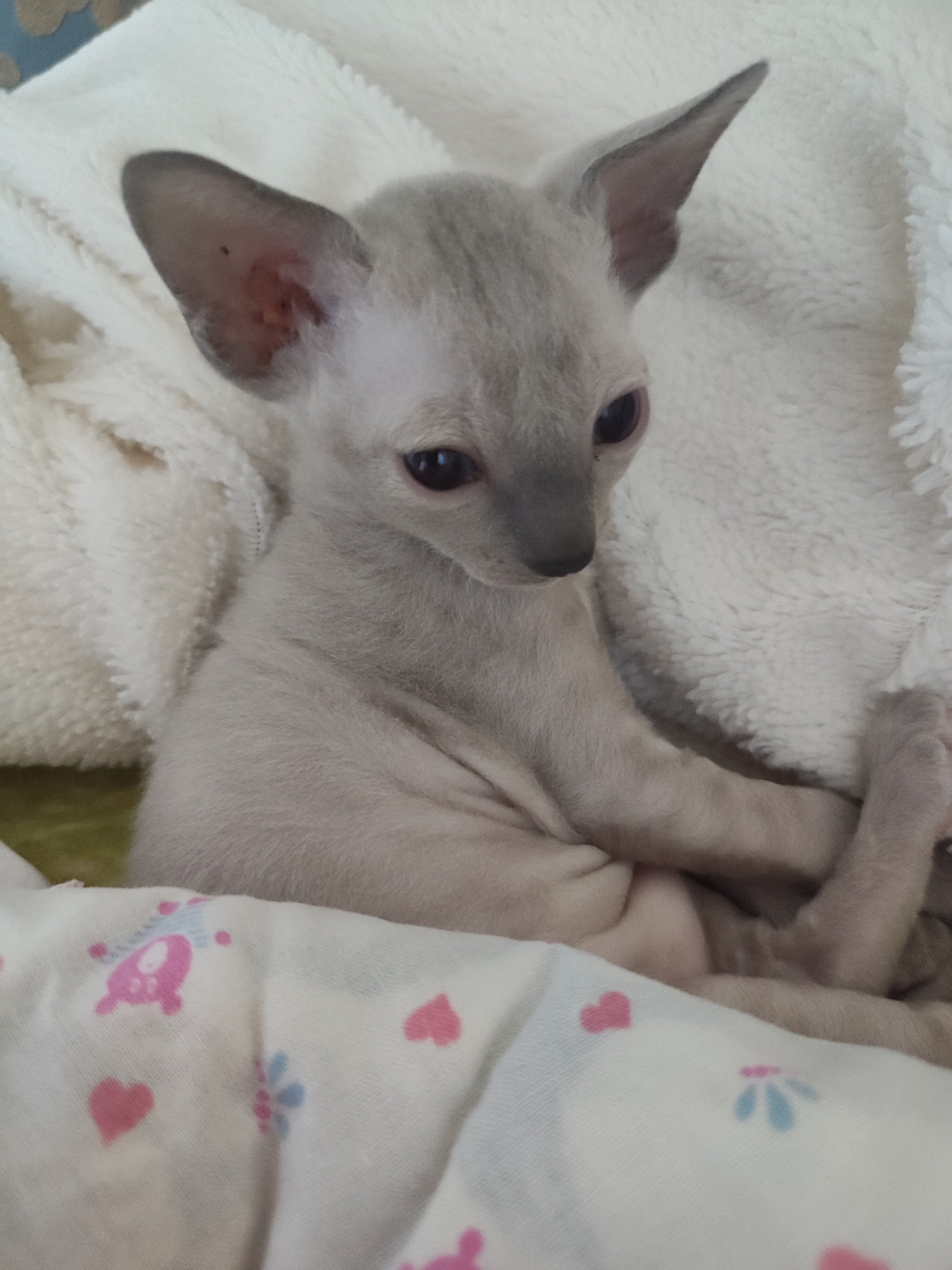 Purebred Cornish Rex Blue Point Kittens image 5