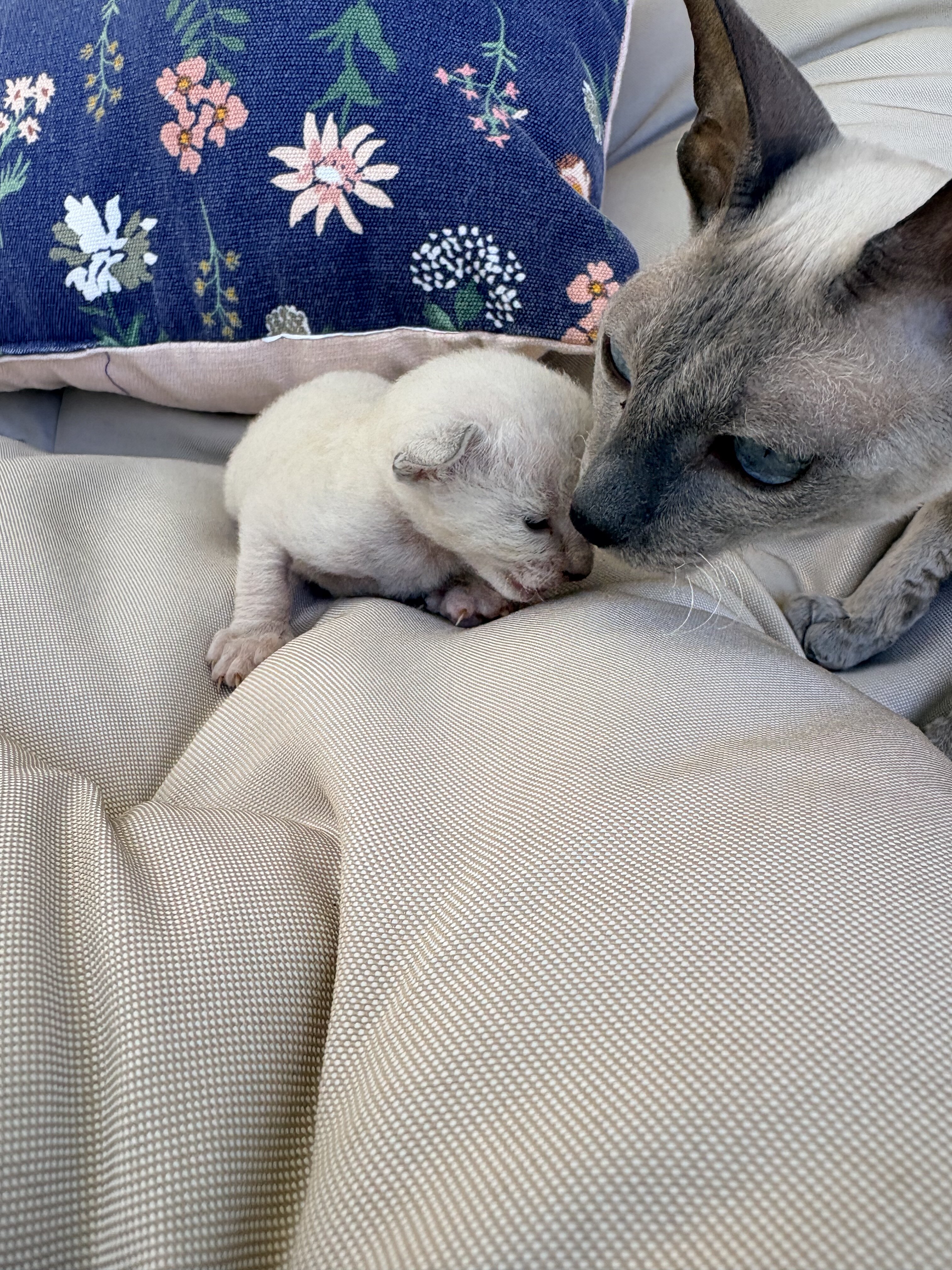 Purebred Cornish Rex Blue Point Kittens image 2