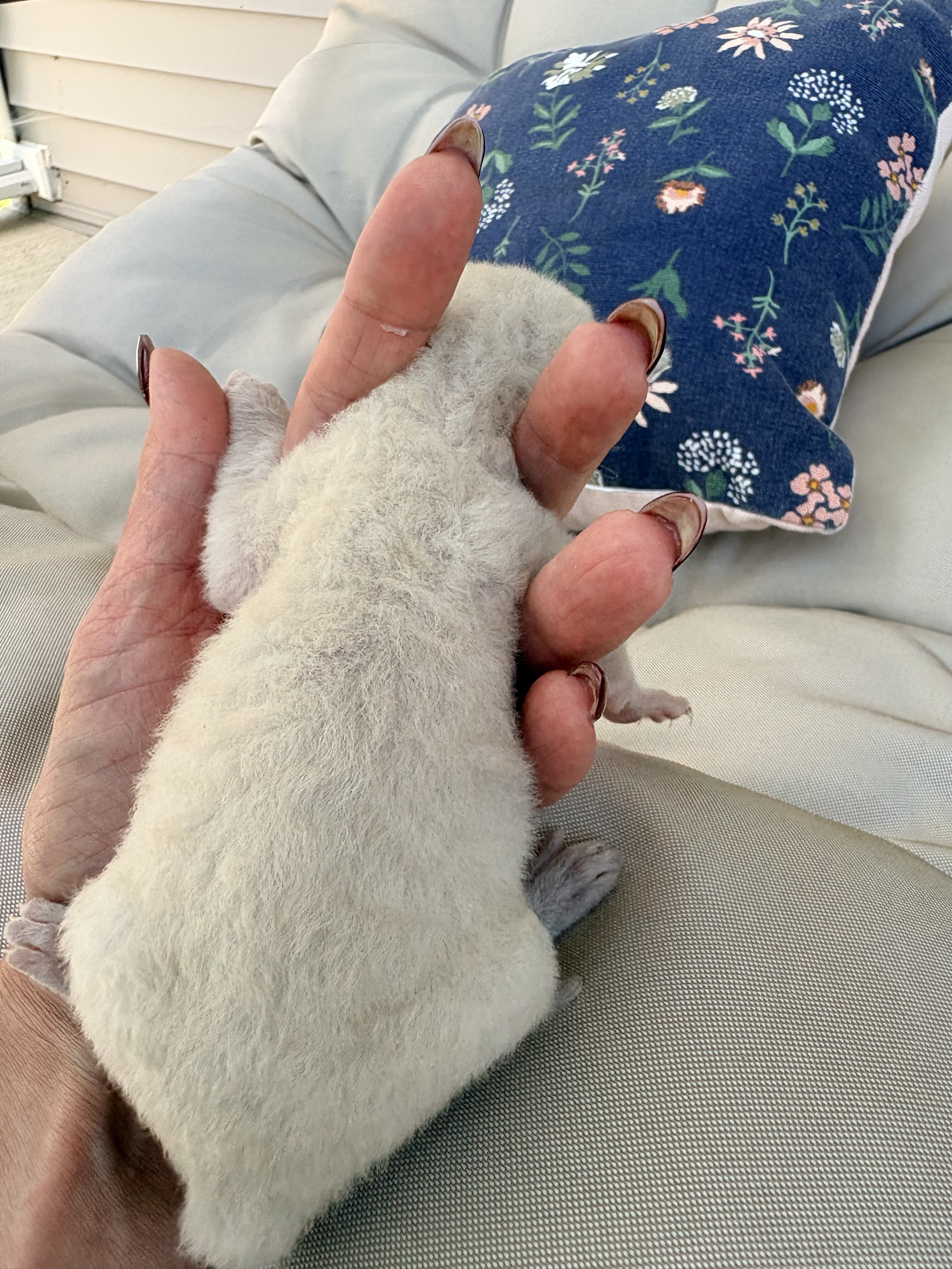 Purebred Cornish Rex Blue Point Kittens image 3