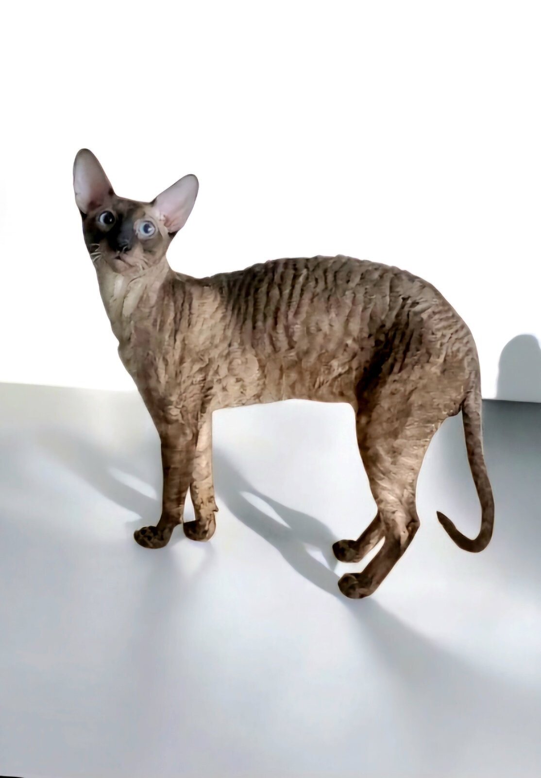 Purebred Cornish Rex Blue Point Kittens image 1