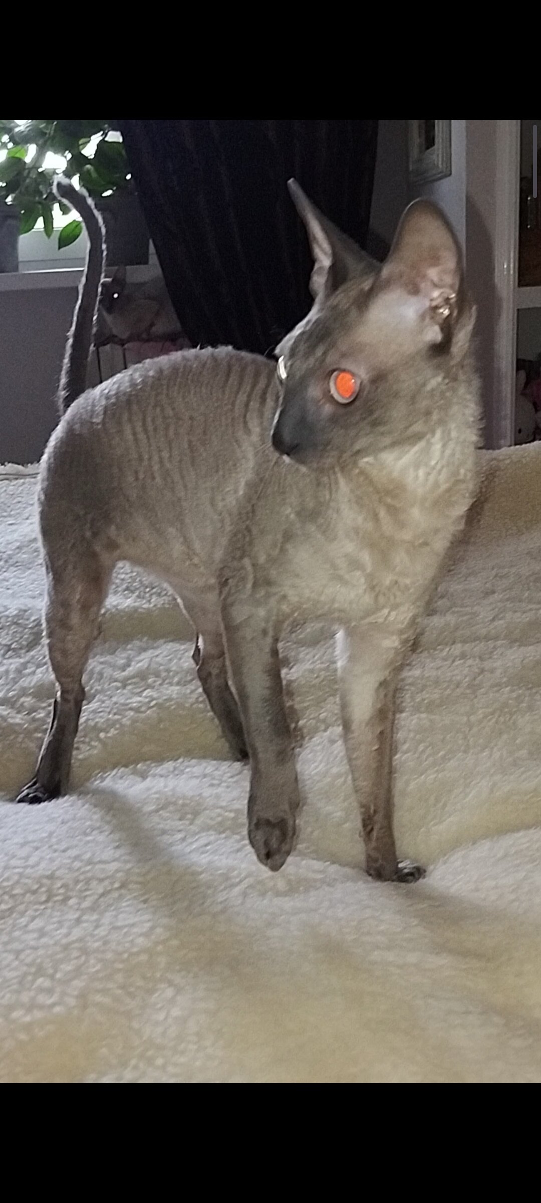 Purebred Cornish Rex Blue Point Kittens image 6