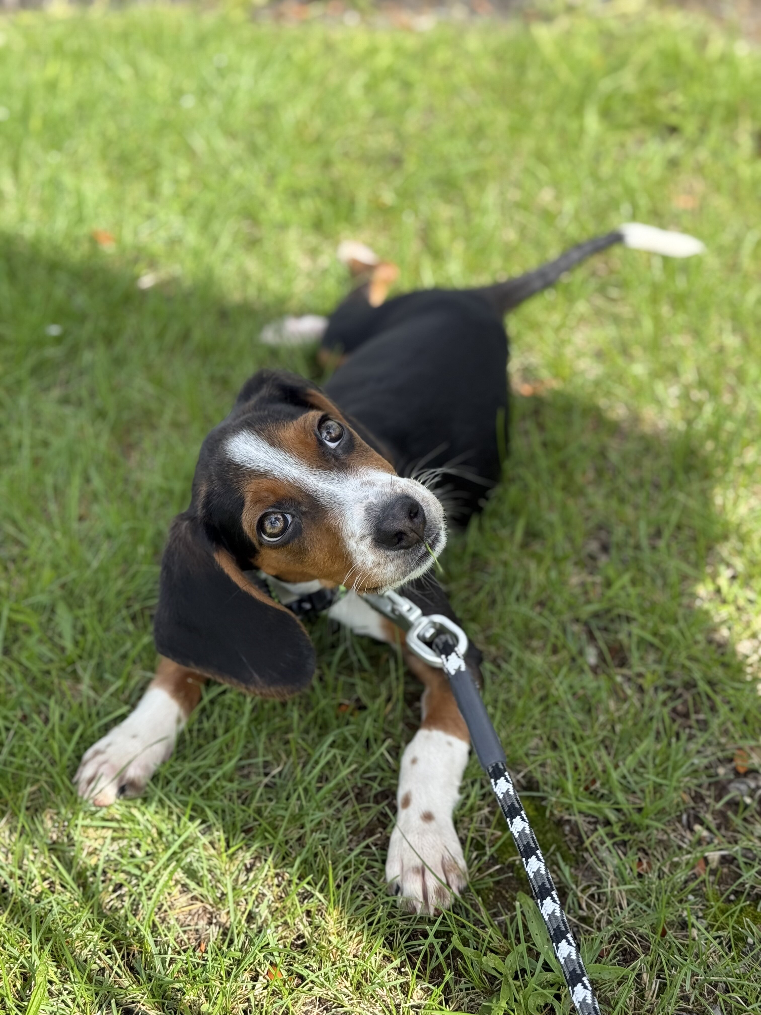 4 month old male Beagle image 3